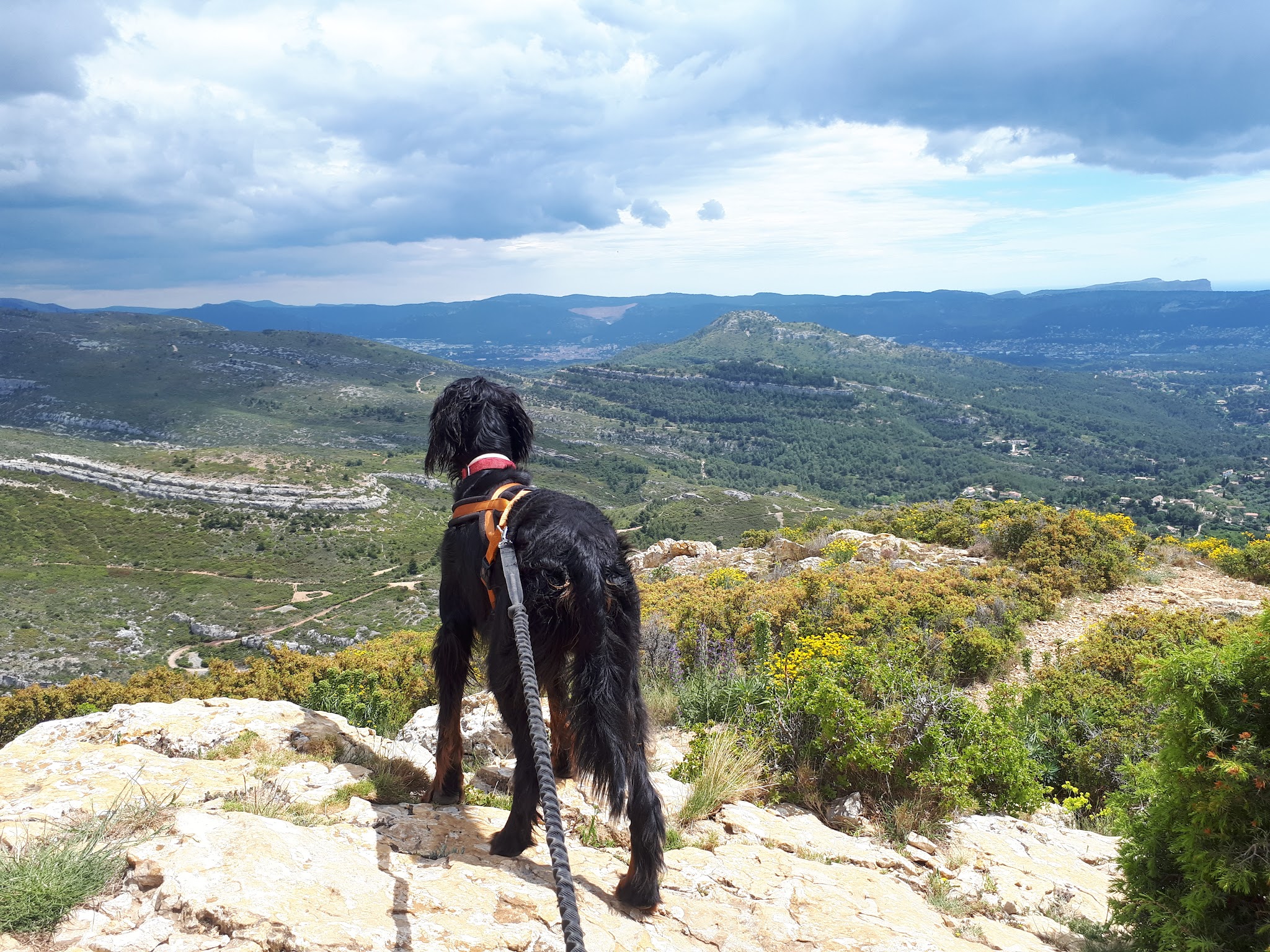 Les Animaux d'Elodie — photo