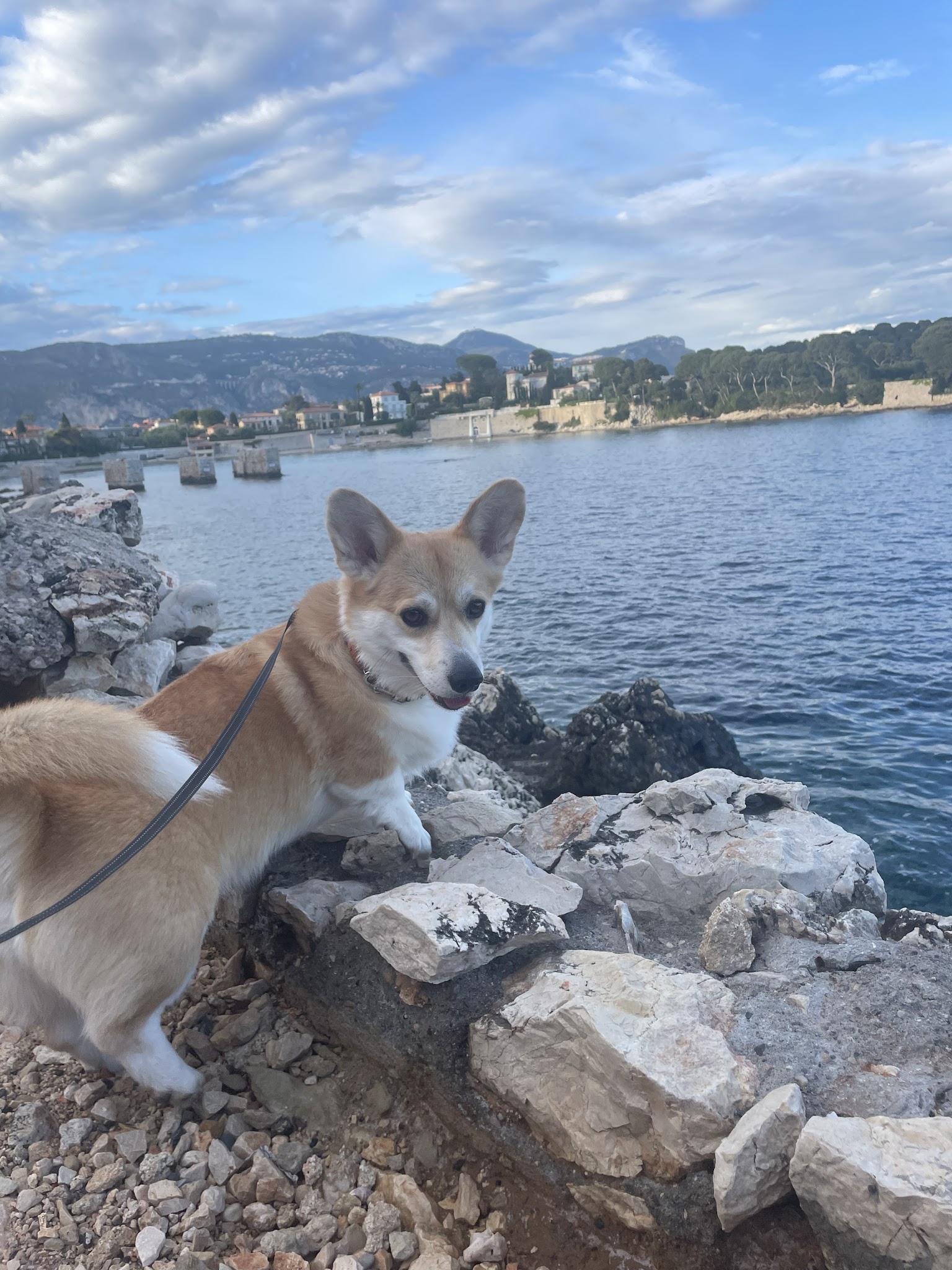 Capferratpetsitting — photo