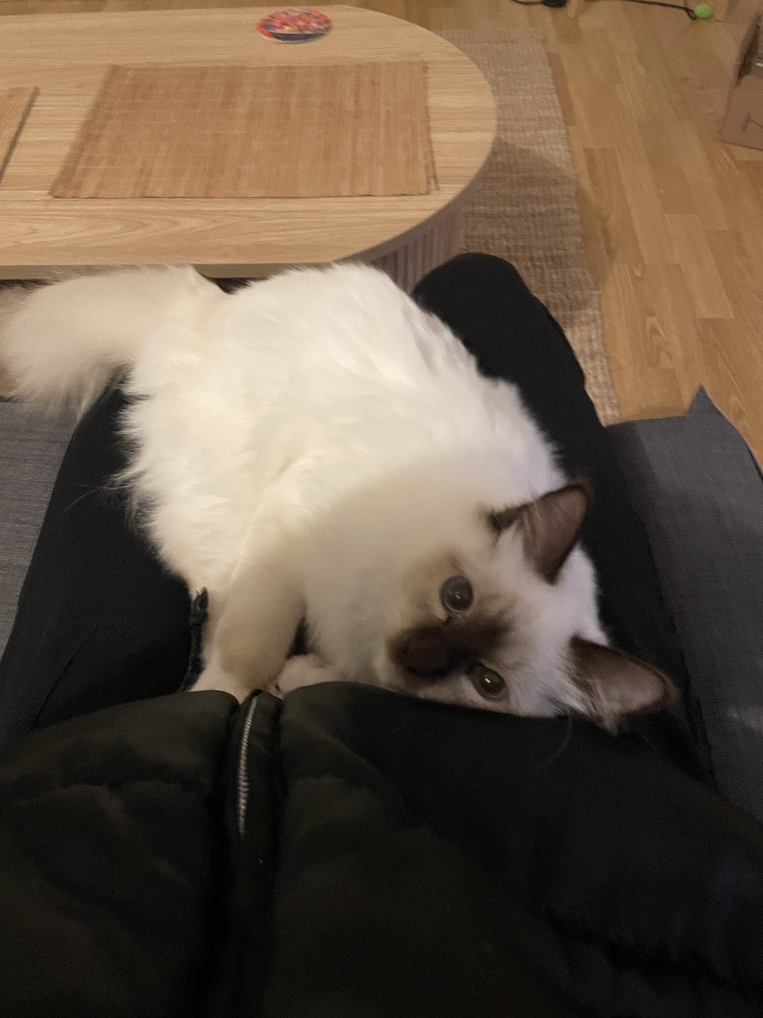 En garde ! Pet sitter à Rennes