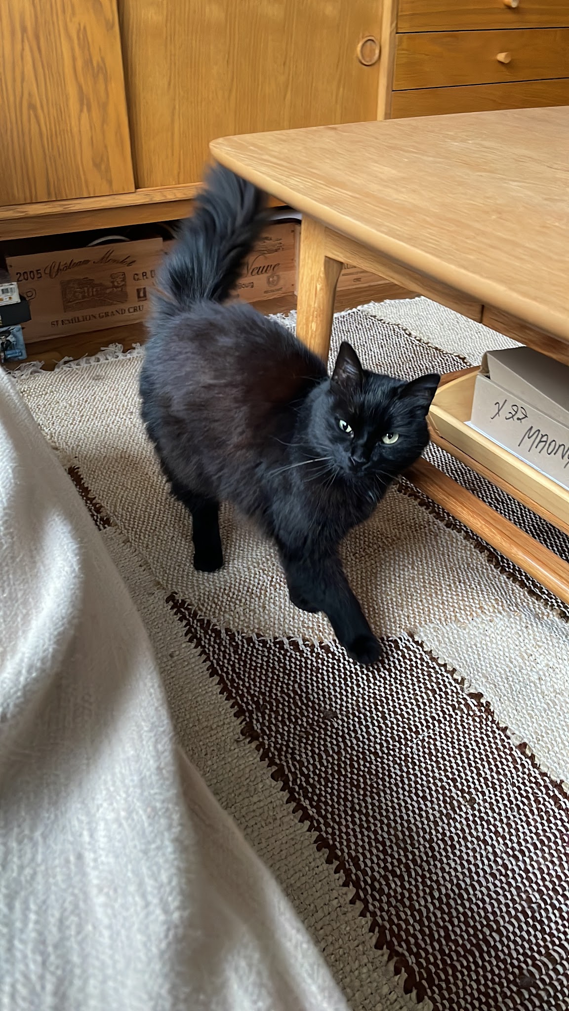 En garde ! Pet sitter à Rennes — photo