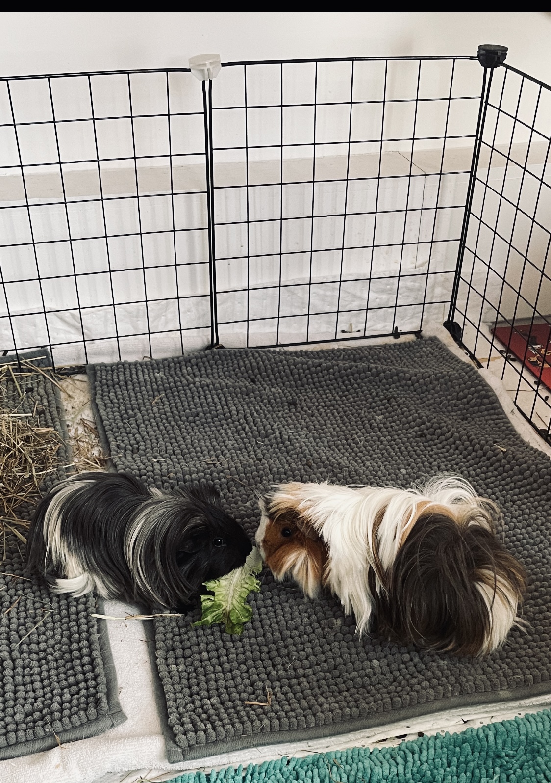 En garde ! Pet sitter à Rennes — photo