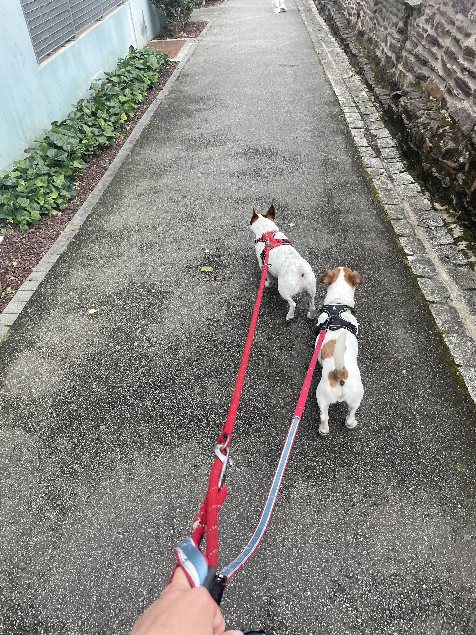 En garde ! Pet sitter à Rennes — photo