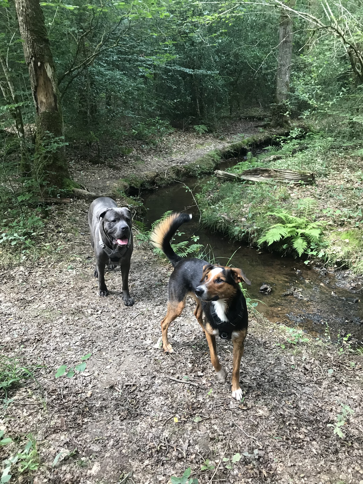 En garde ! Pet sitter à Rennes — photo