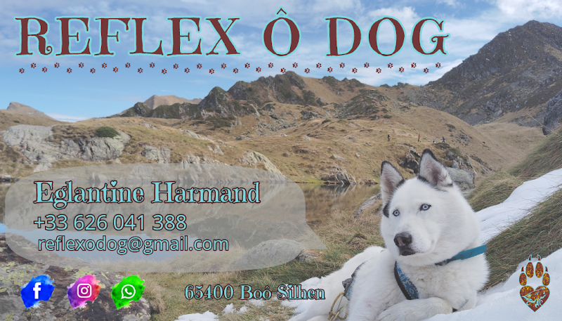 Réflex Ô Dog