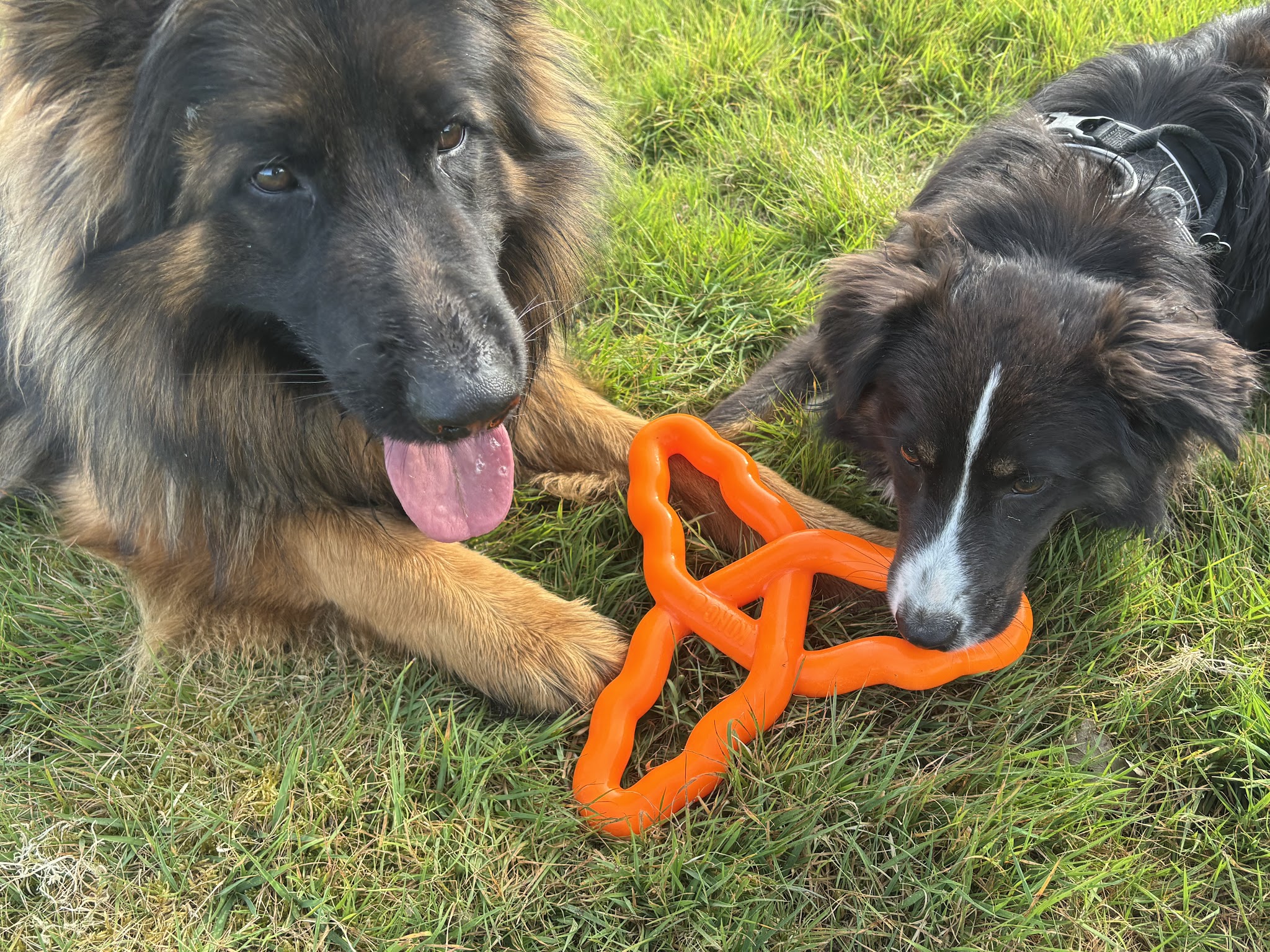 Pension L’escale canine — photo