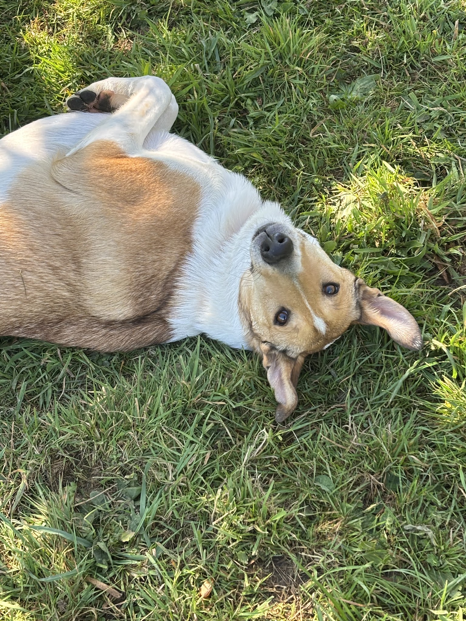 Pension L’escale canine — photo
