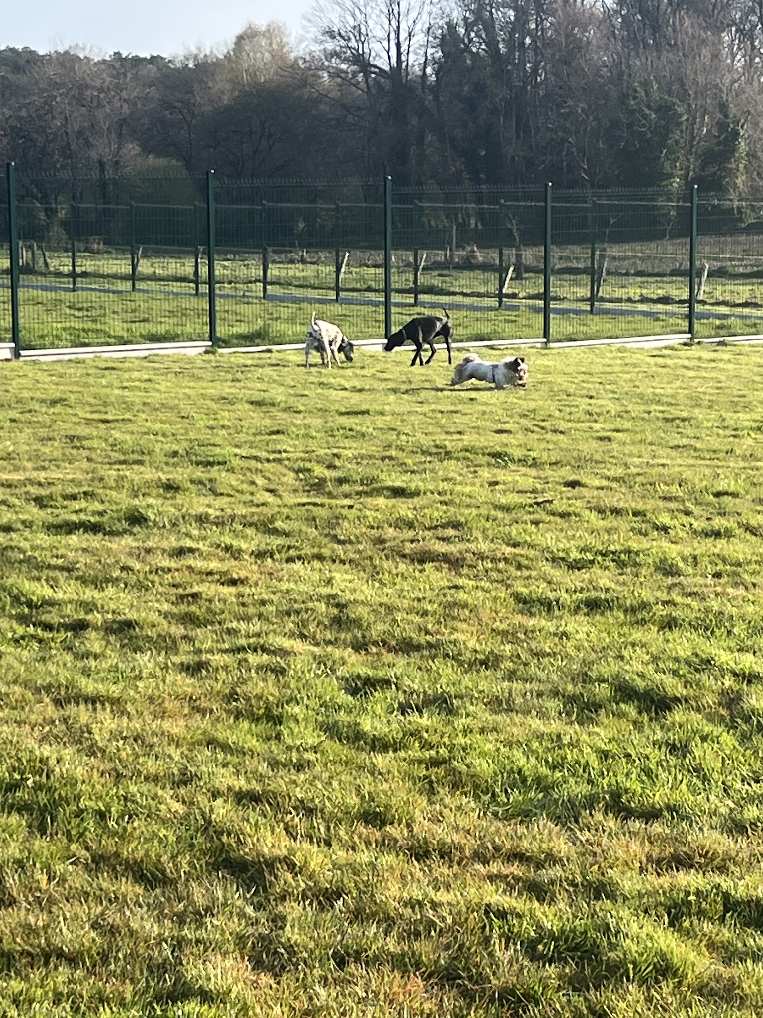 Pension L’escale canine — photo