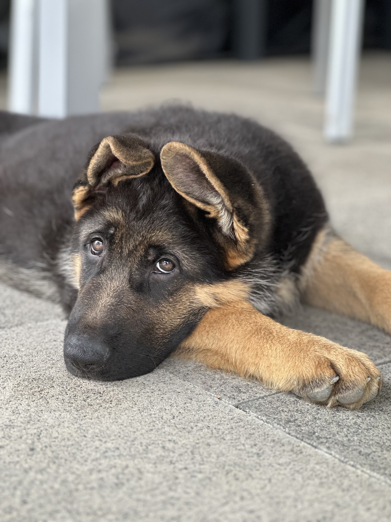 Domaine de Sanctae Crucis : Élevage de Berger Allemand et pension canine dans le Haut-Rhin en France — photo