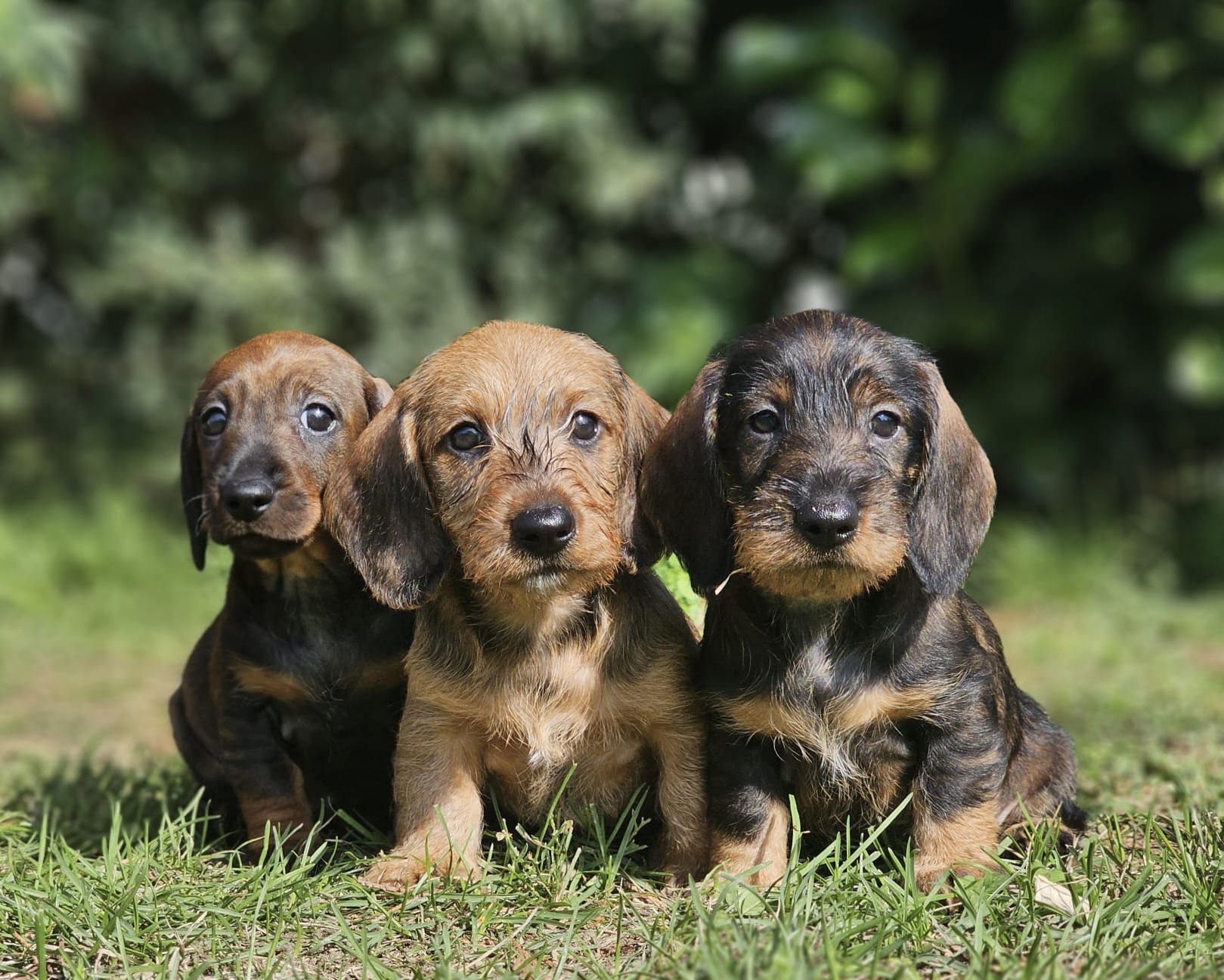 Domaine de Sanctae Crucis : Élevage de Berger Allemand et pension canine dans le Haut-Rhin en France — photo