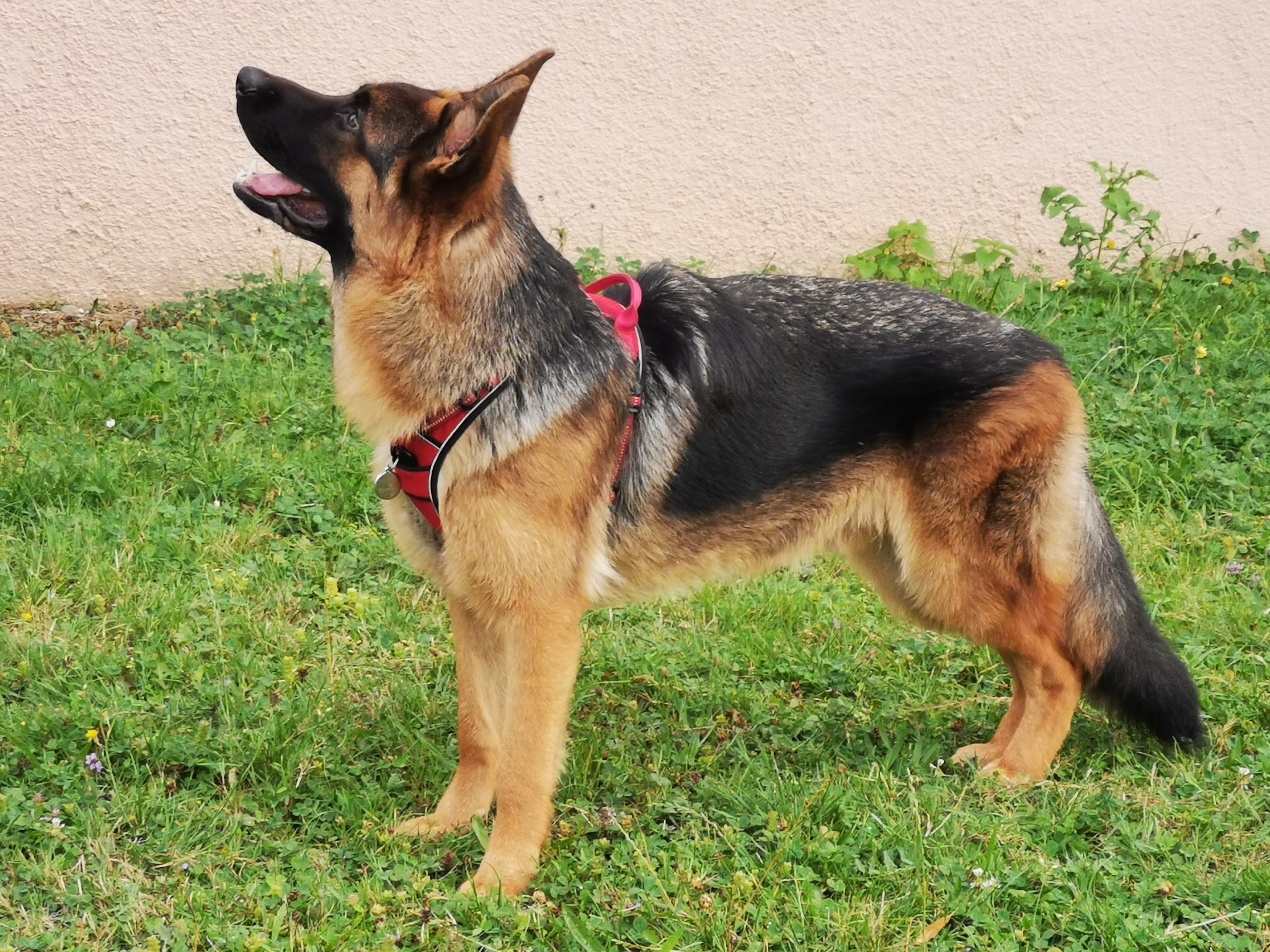 Domaine de Sanctae Crucis : Élevage de Berger Allemand et pension canine dans le Haut-Rhin en France — photo