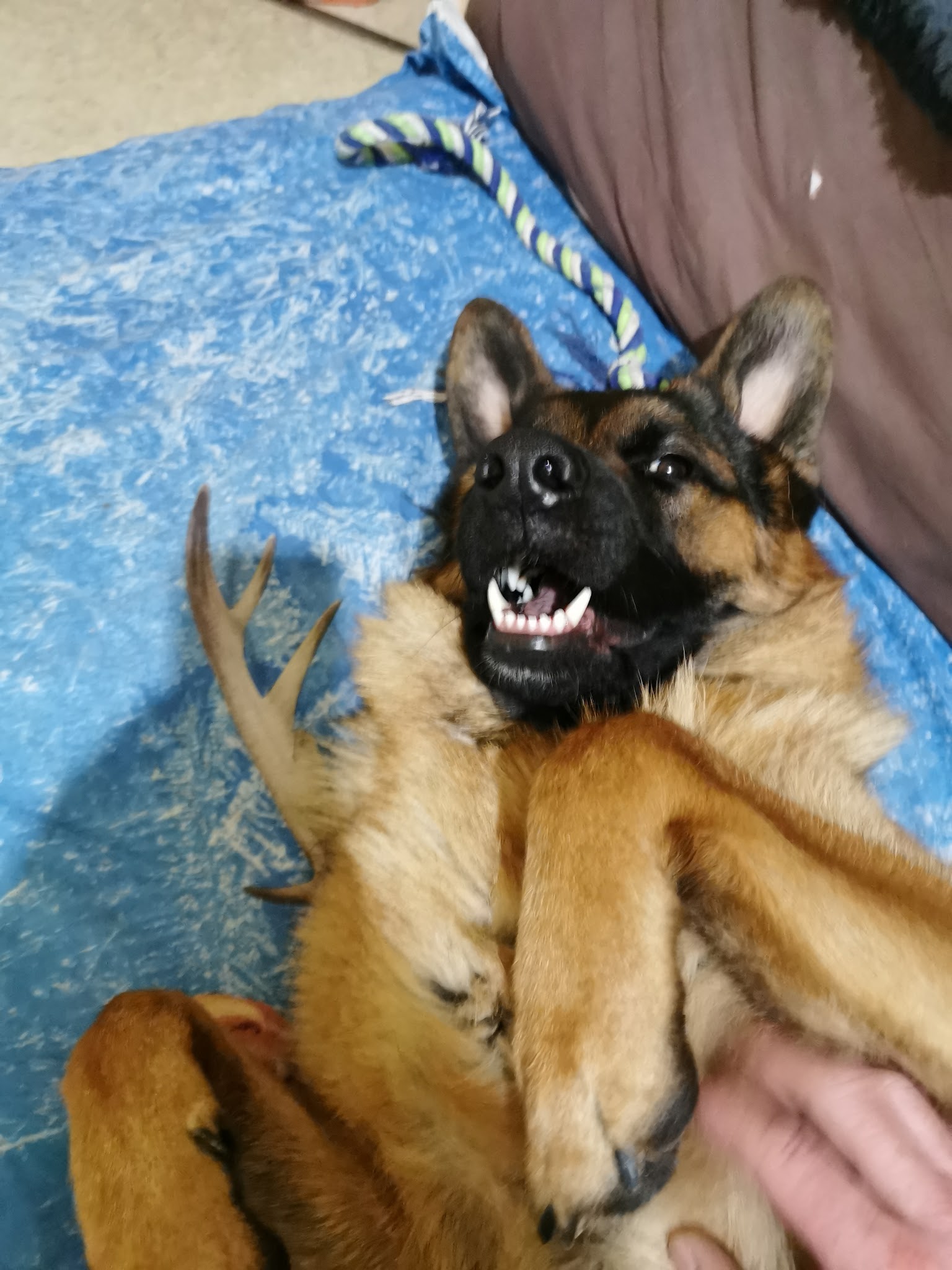 Domaine de Sanctae Crucis : Élevage de Berger Allemand et pension canine dans le Haut-Rhin en France — photo