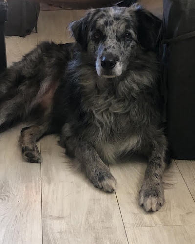Pension Canine Garralda