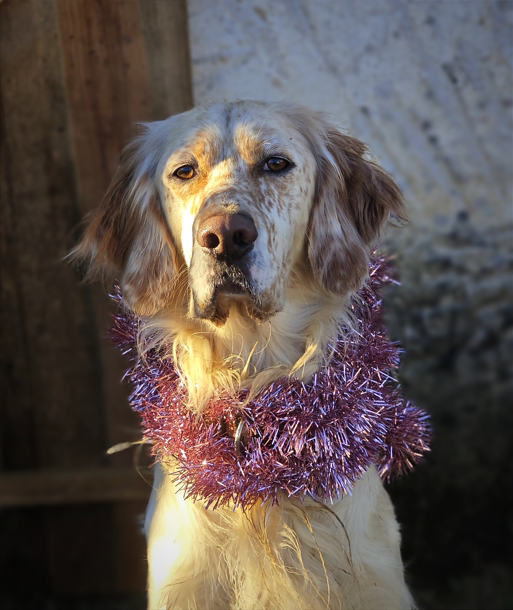 Pension Canine Garralda — photo