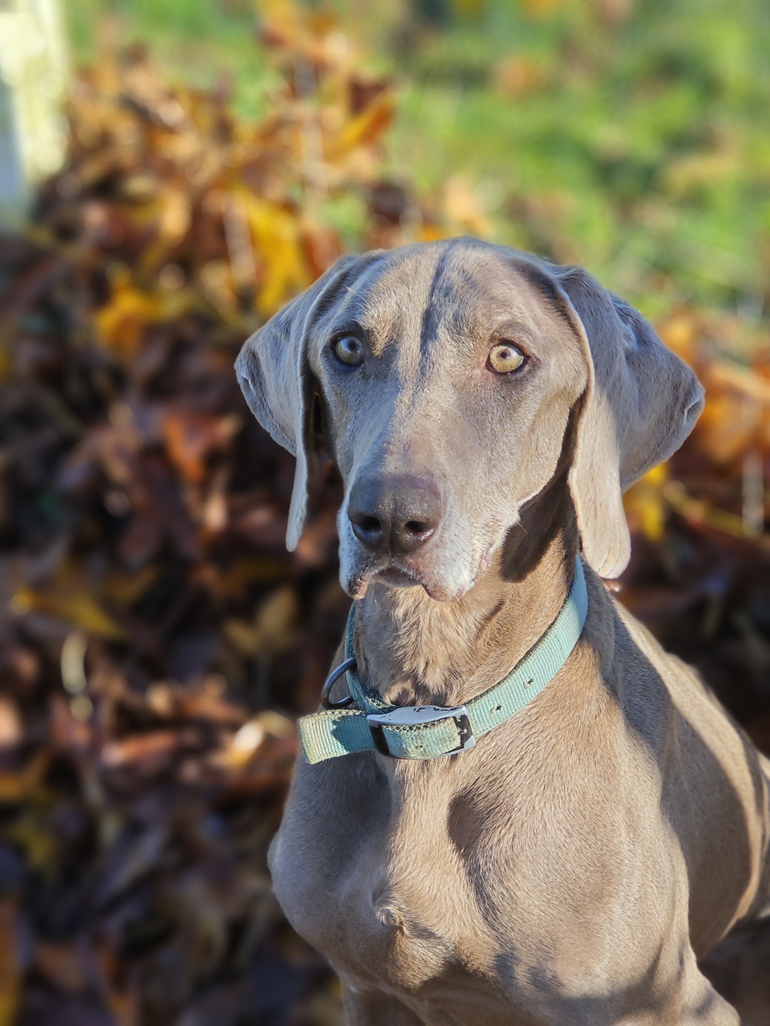 Pension Canine Garralda — photo