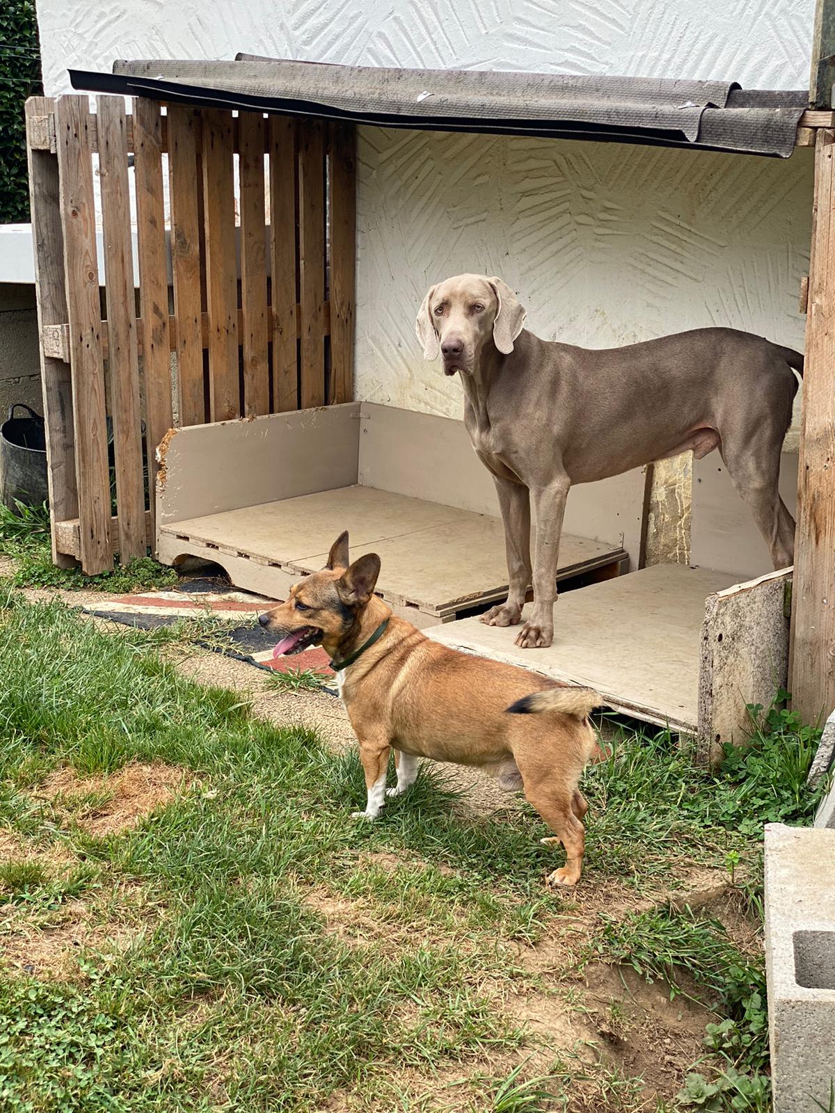 Pension Canine Garralda — photo