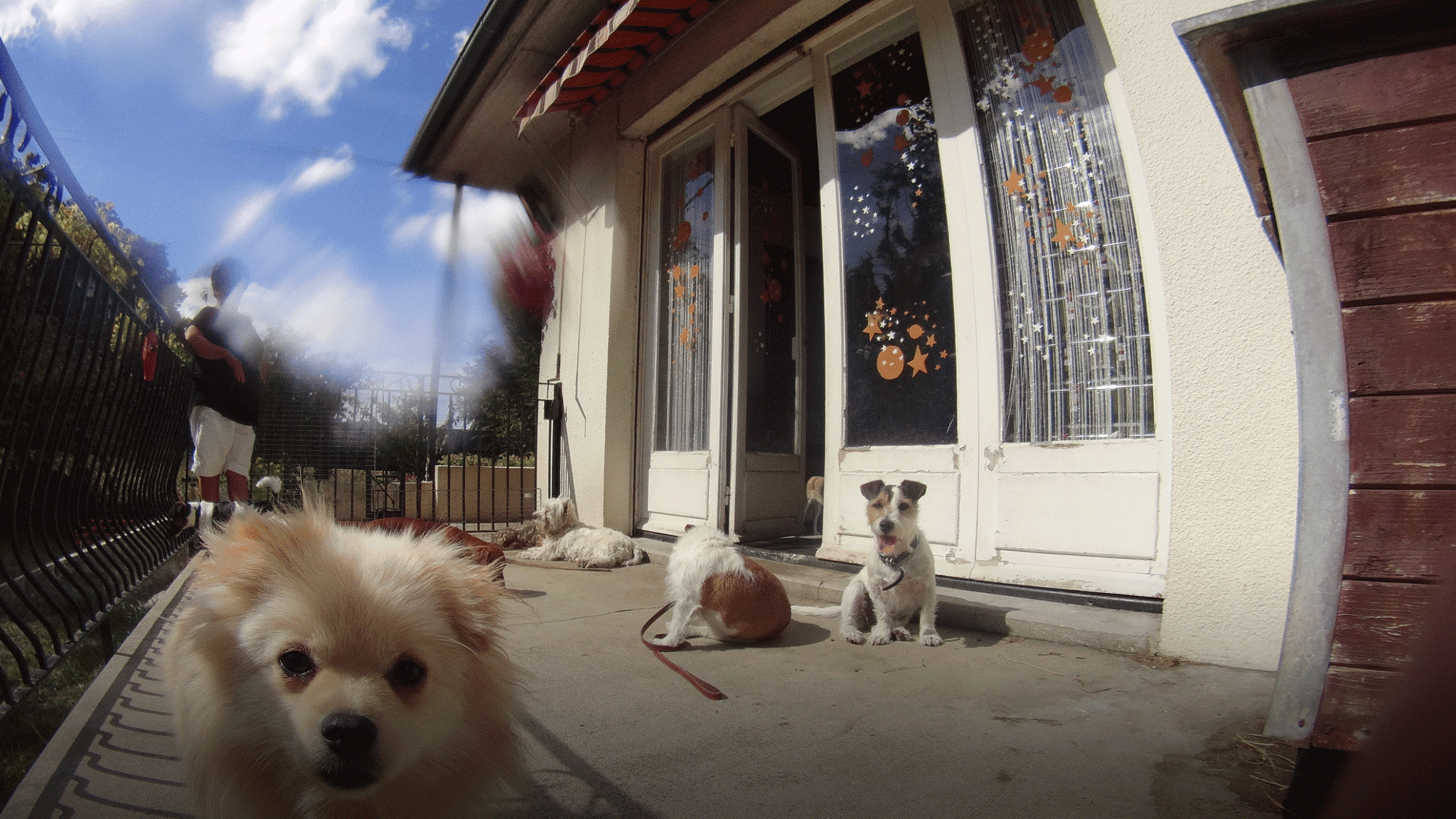 SERVICE CANIN