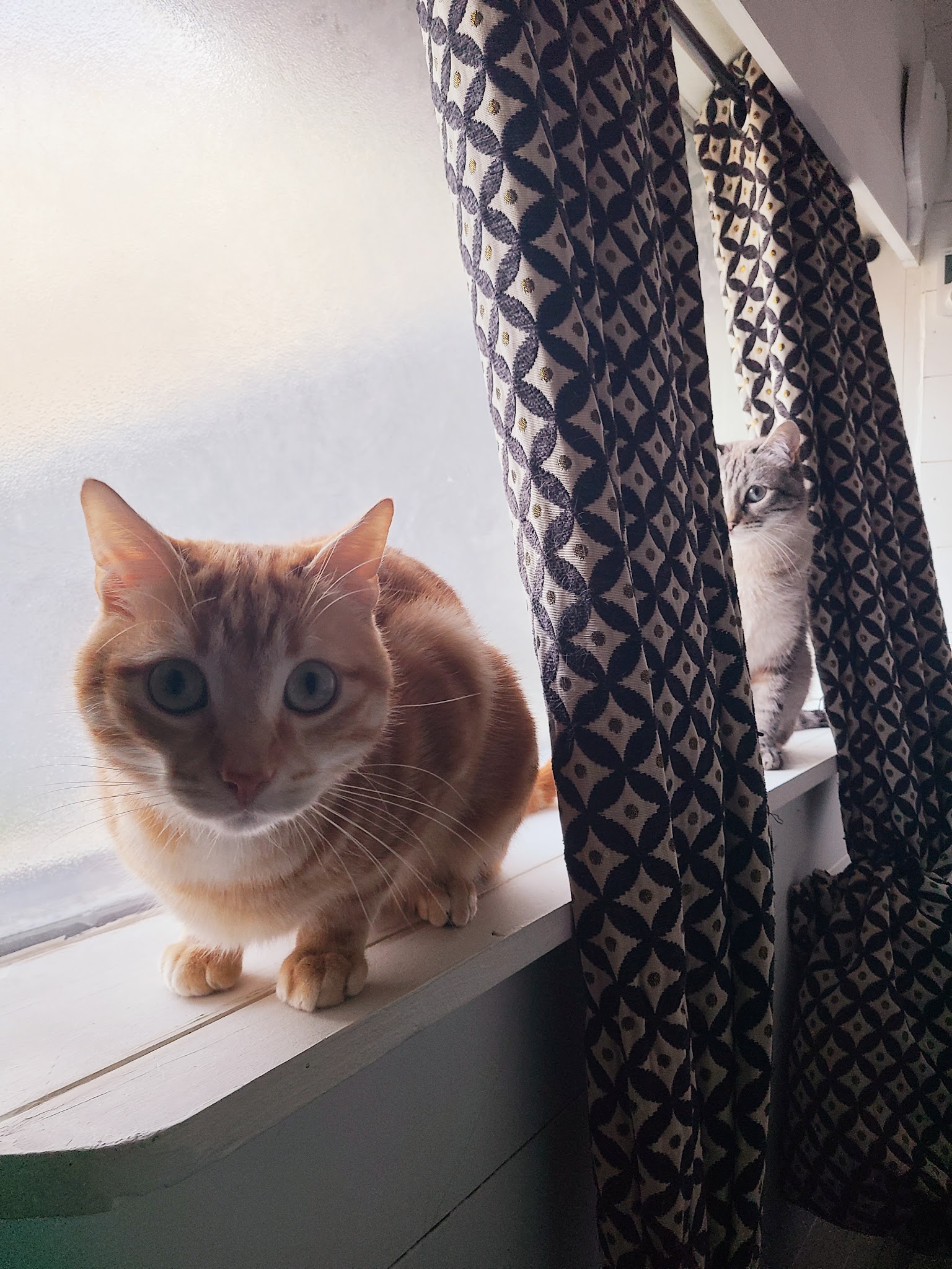 Les Petites Pattes — photo