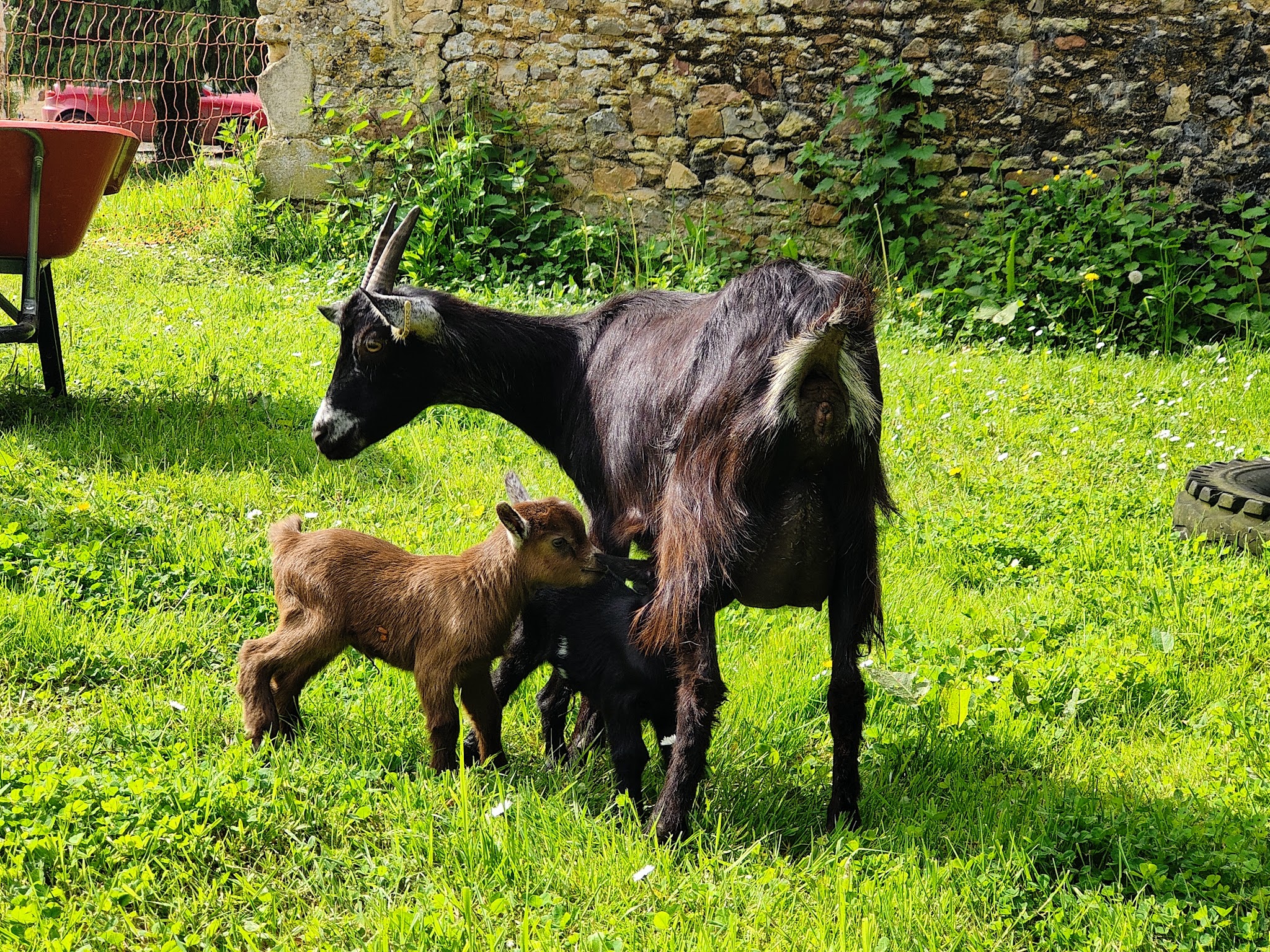 Garde d'animaux Florence MALLET — photo