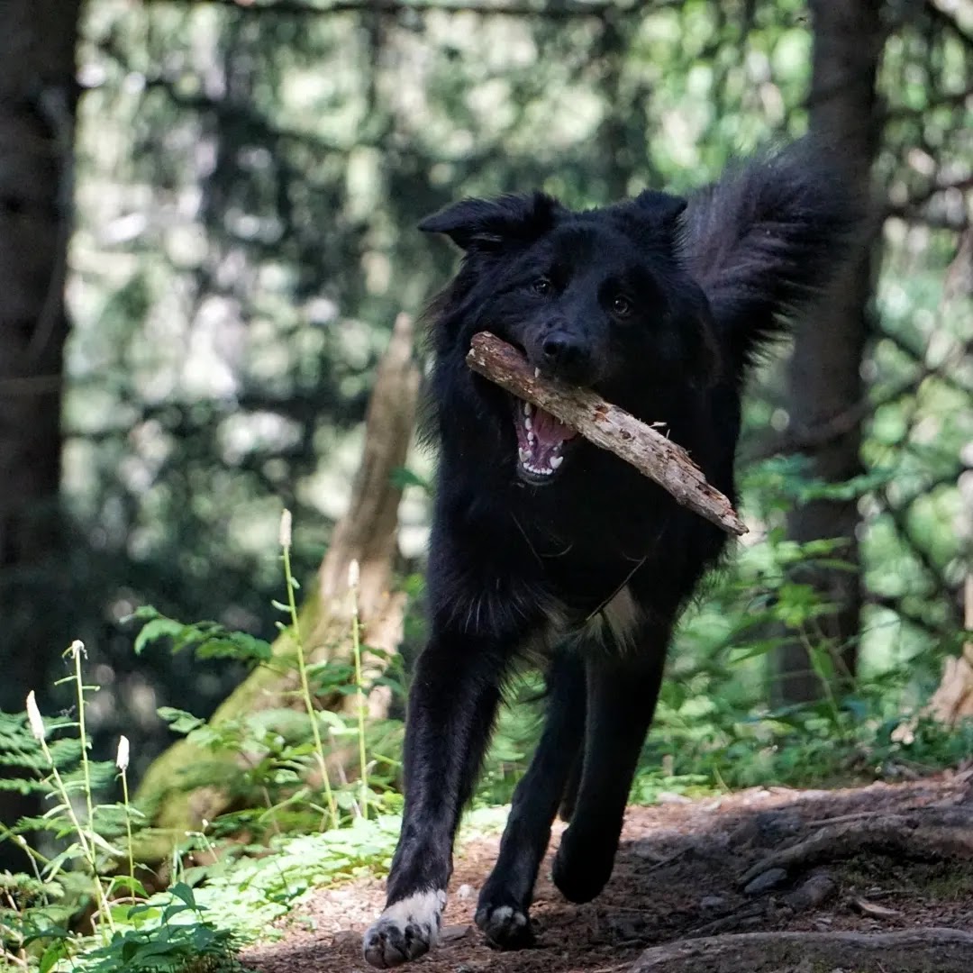 Pet sitter Chambéry - Romain Grosjean — photo