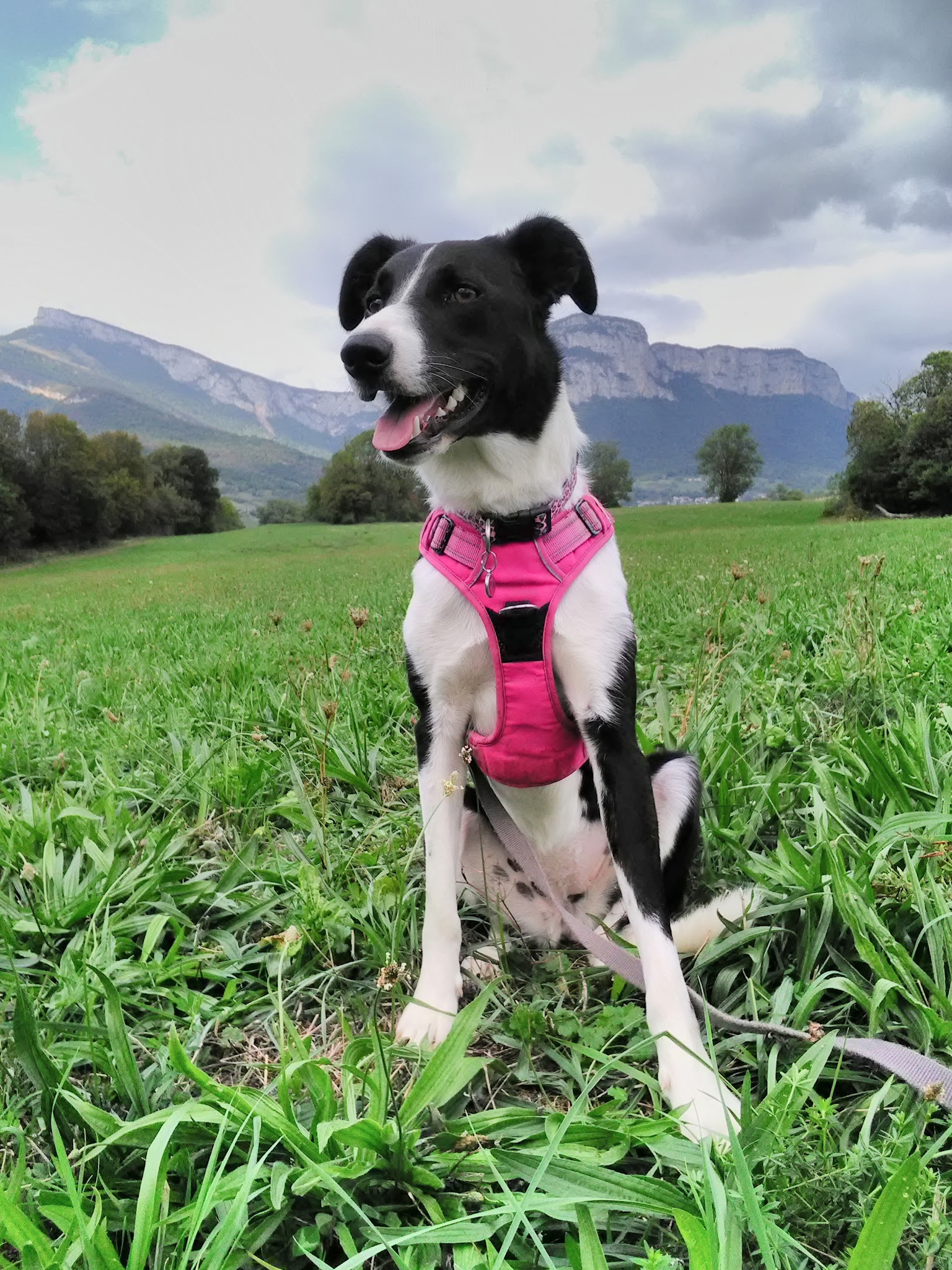 Pet sitter Chambéry - Romain Grosjean — photo