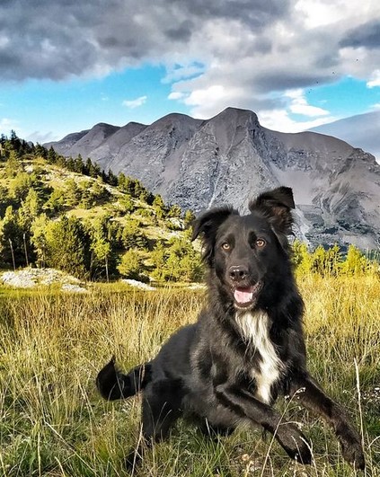 Pet sitter Chambéry - Romain Grosjean — photo