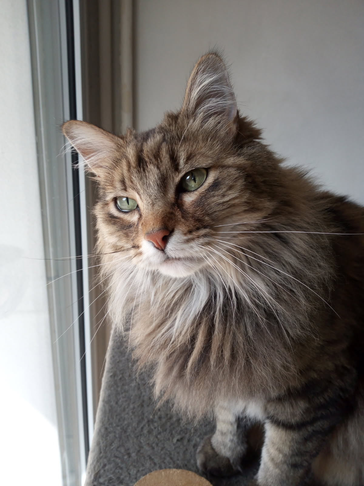 Pet sitter Chambéry - Romain Grosjean — photo