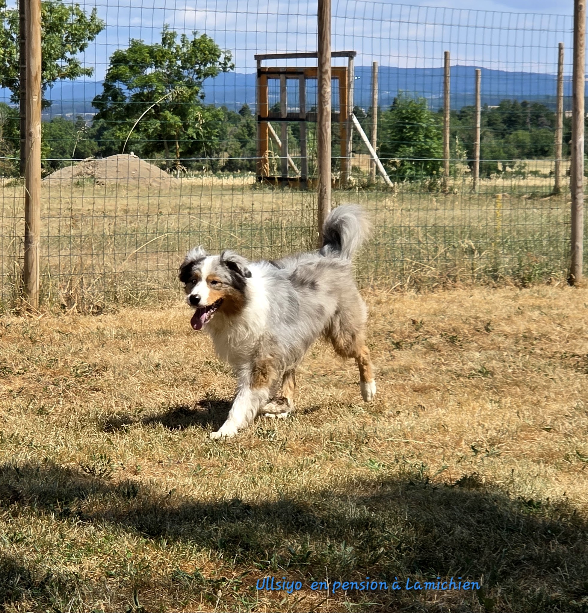 LAMICHIEN, pension canine — photo