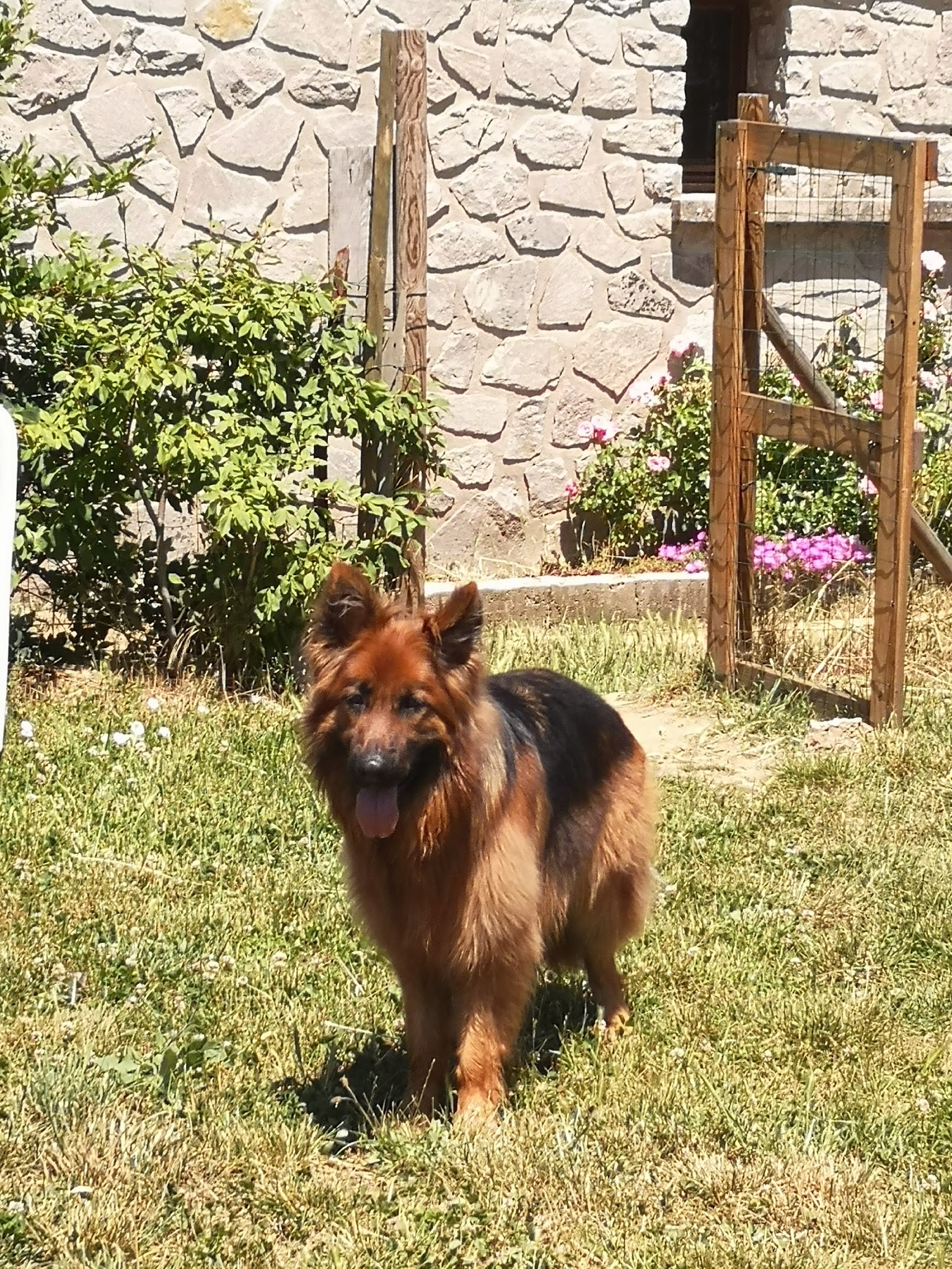 LAMICHIEN, pension canine — photo