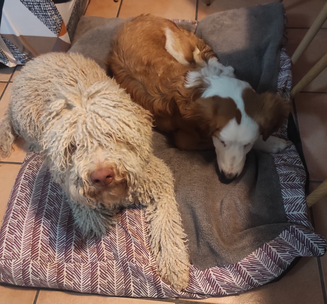 Mystic dogs — photo