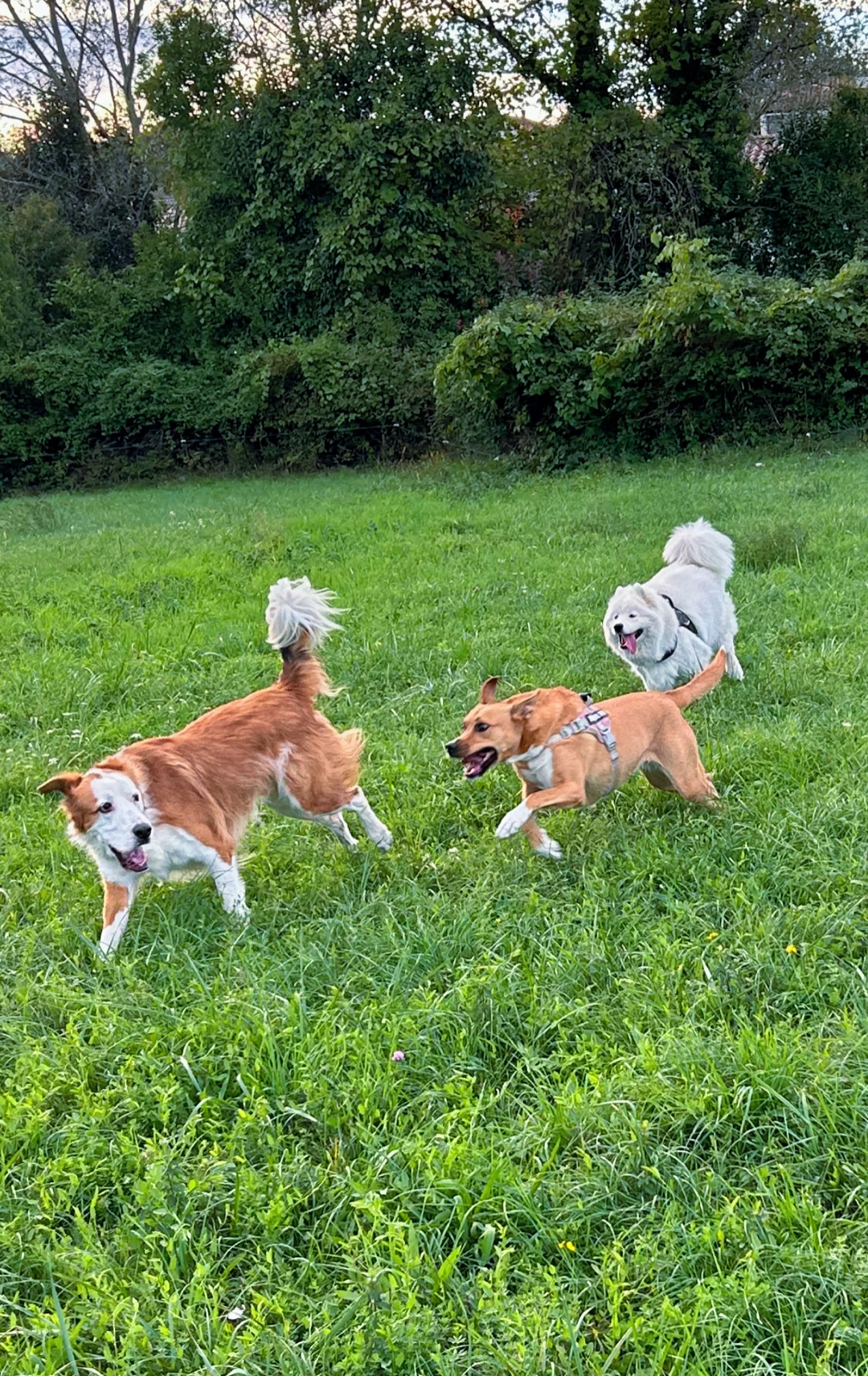 Mystic dogs — photo