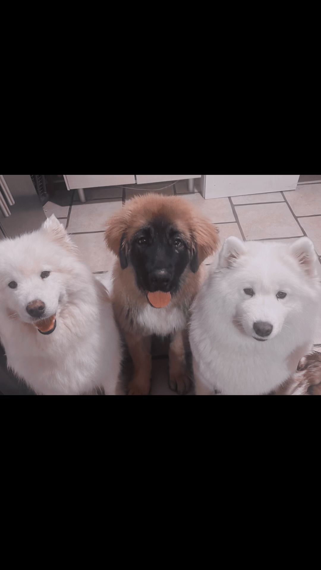 Mystic dogs