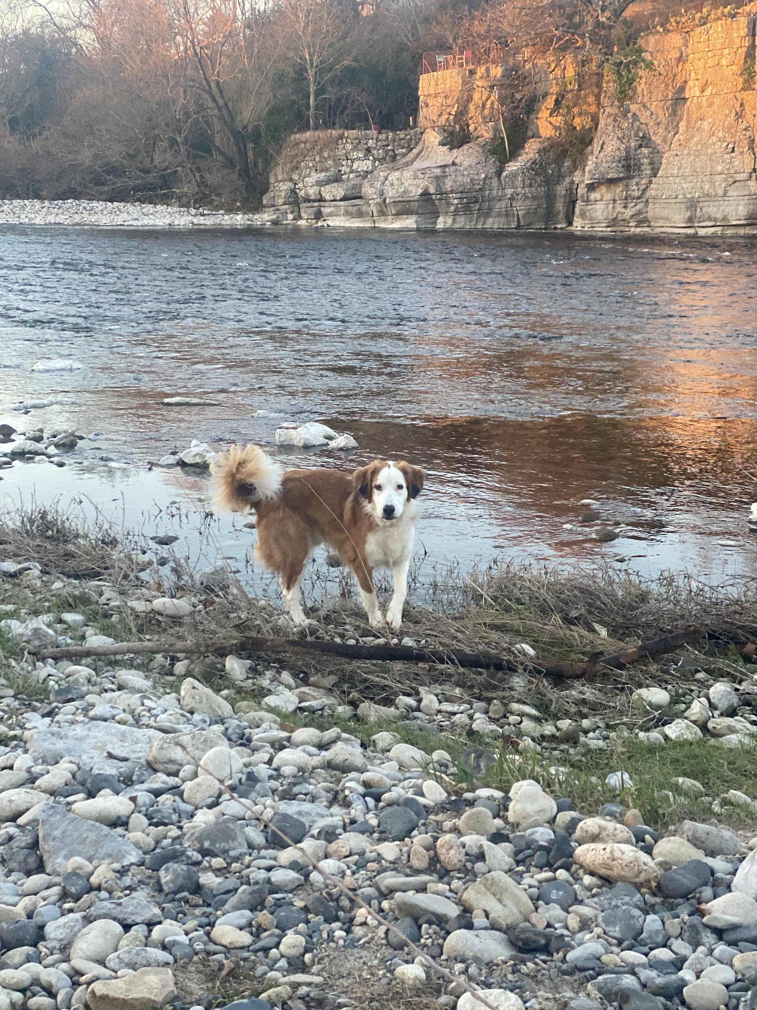 Mystic dogs — photo