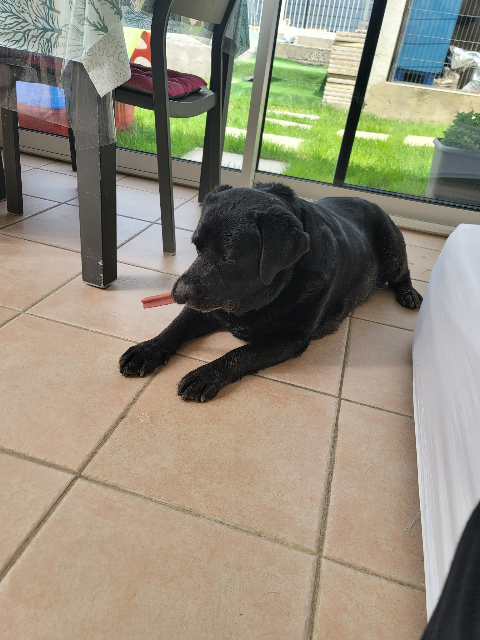 Du domaine de Staffie and yorkie — photo