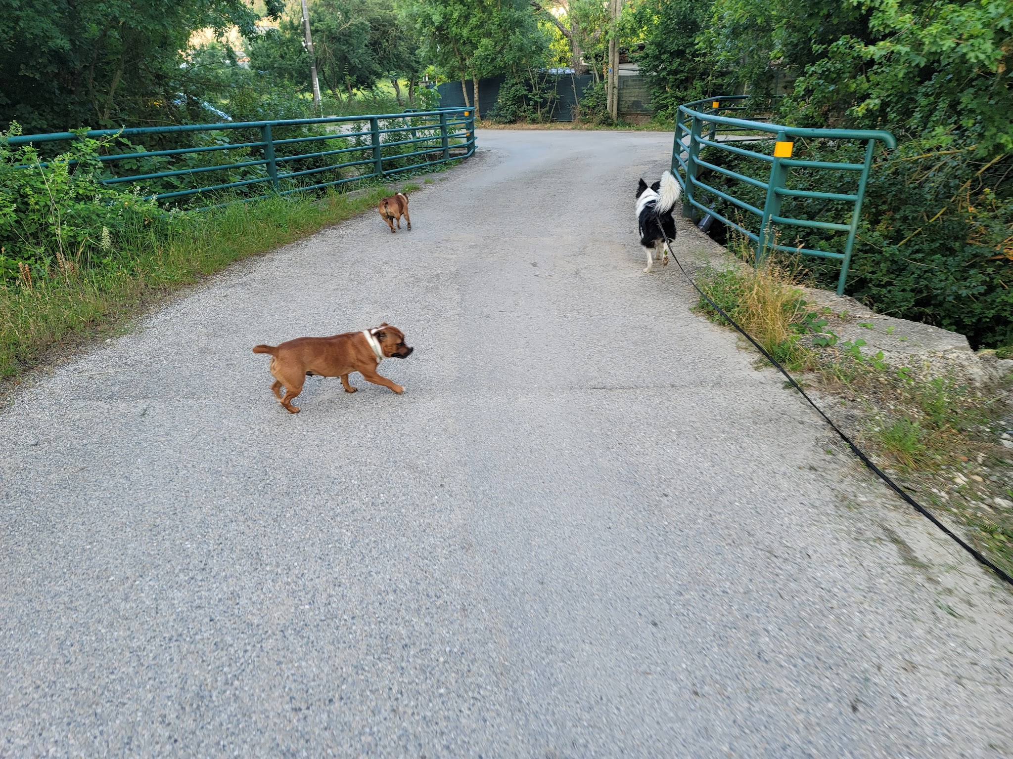 Du domaine de Staffie and yorkie — photo