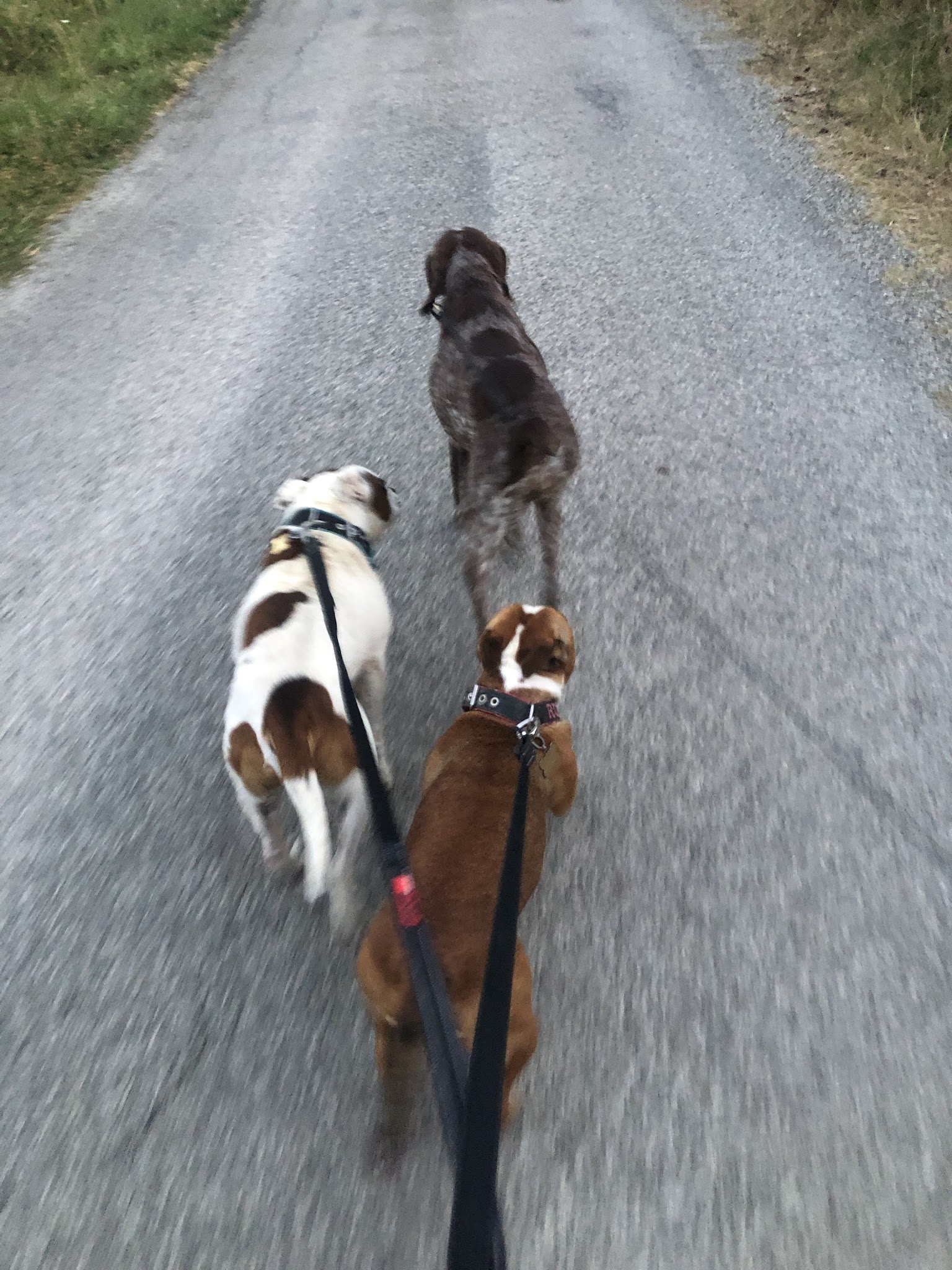Du domaine de Staffie and yorkie — photo