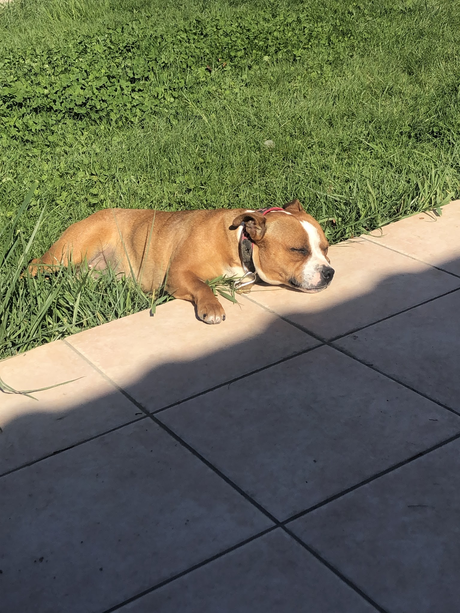 Du domaine de Staffie and yorkie — photo