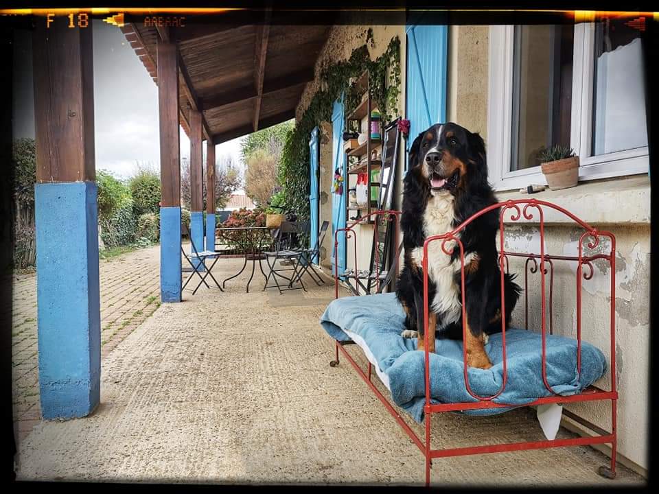 Au Doux Canin - Les Sables d'Olonne — photo