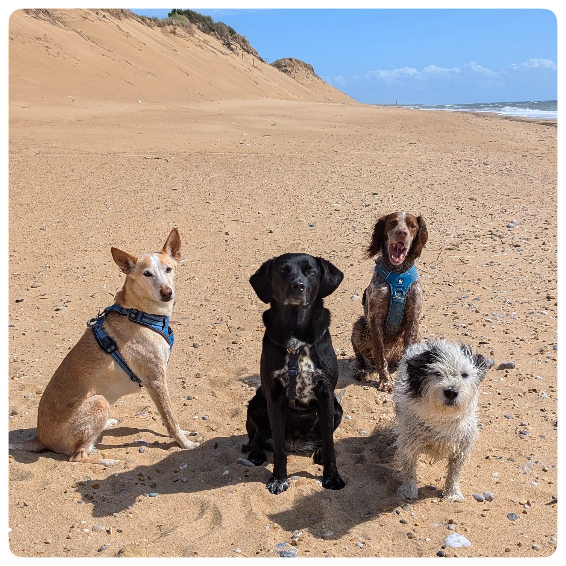 Au Doux Canin - Les Sables d'Olonne — photo