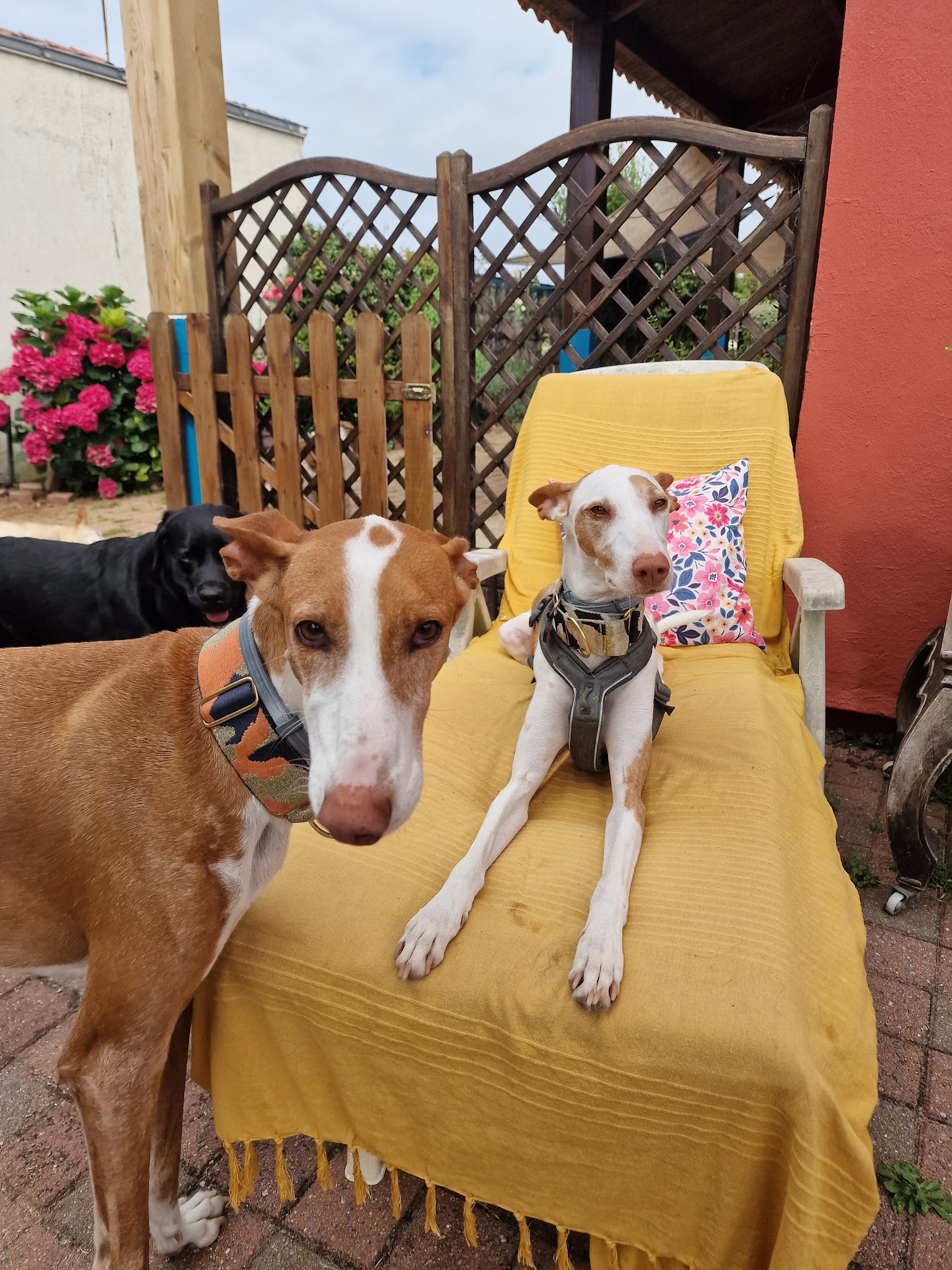 Au Doux Canin - Les Sables d'Olonne — photo