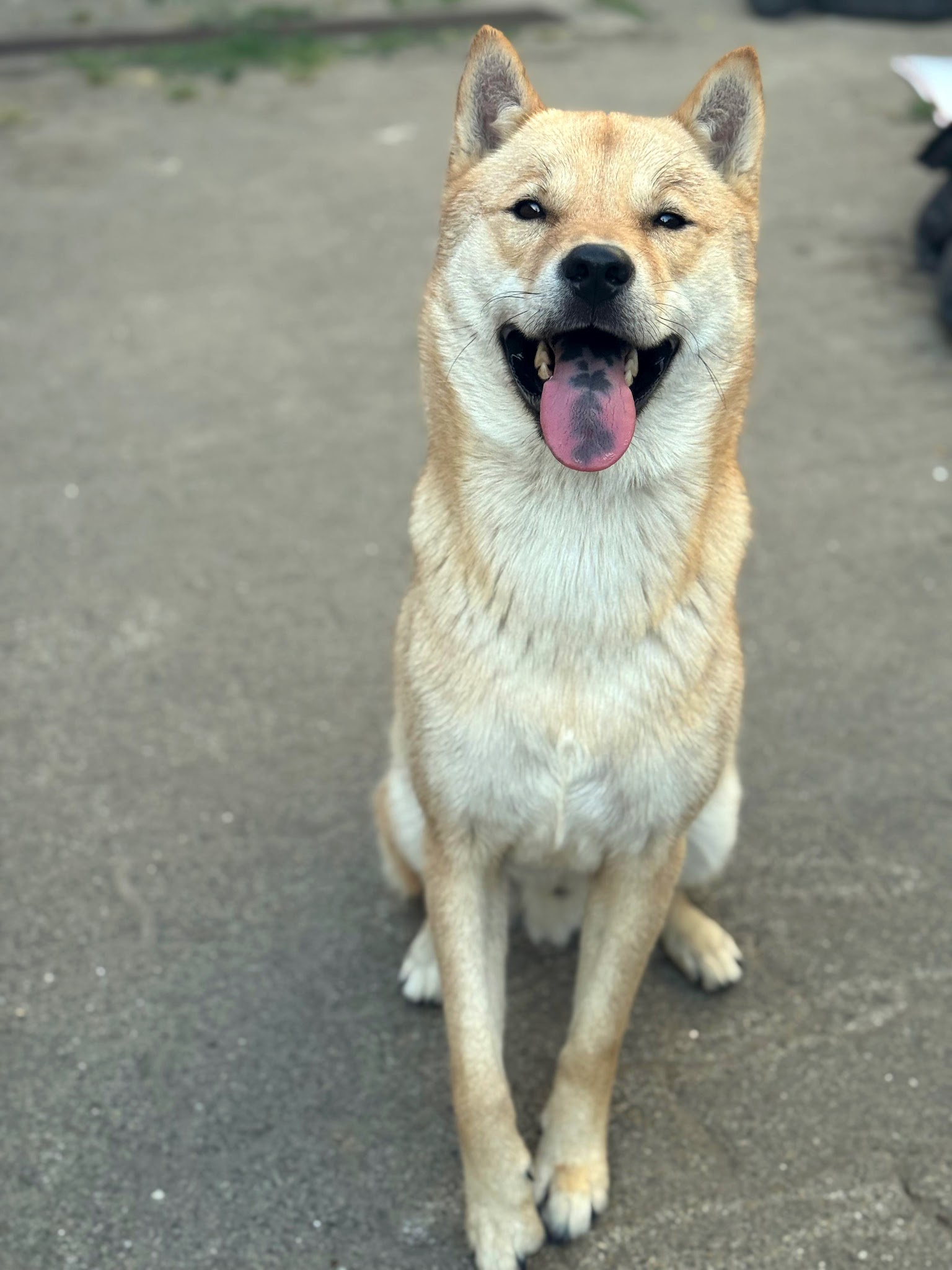 Éducation canine Dogs&Puppies — photo
