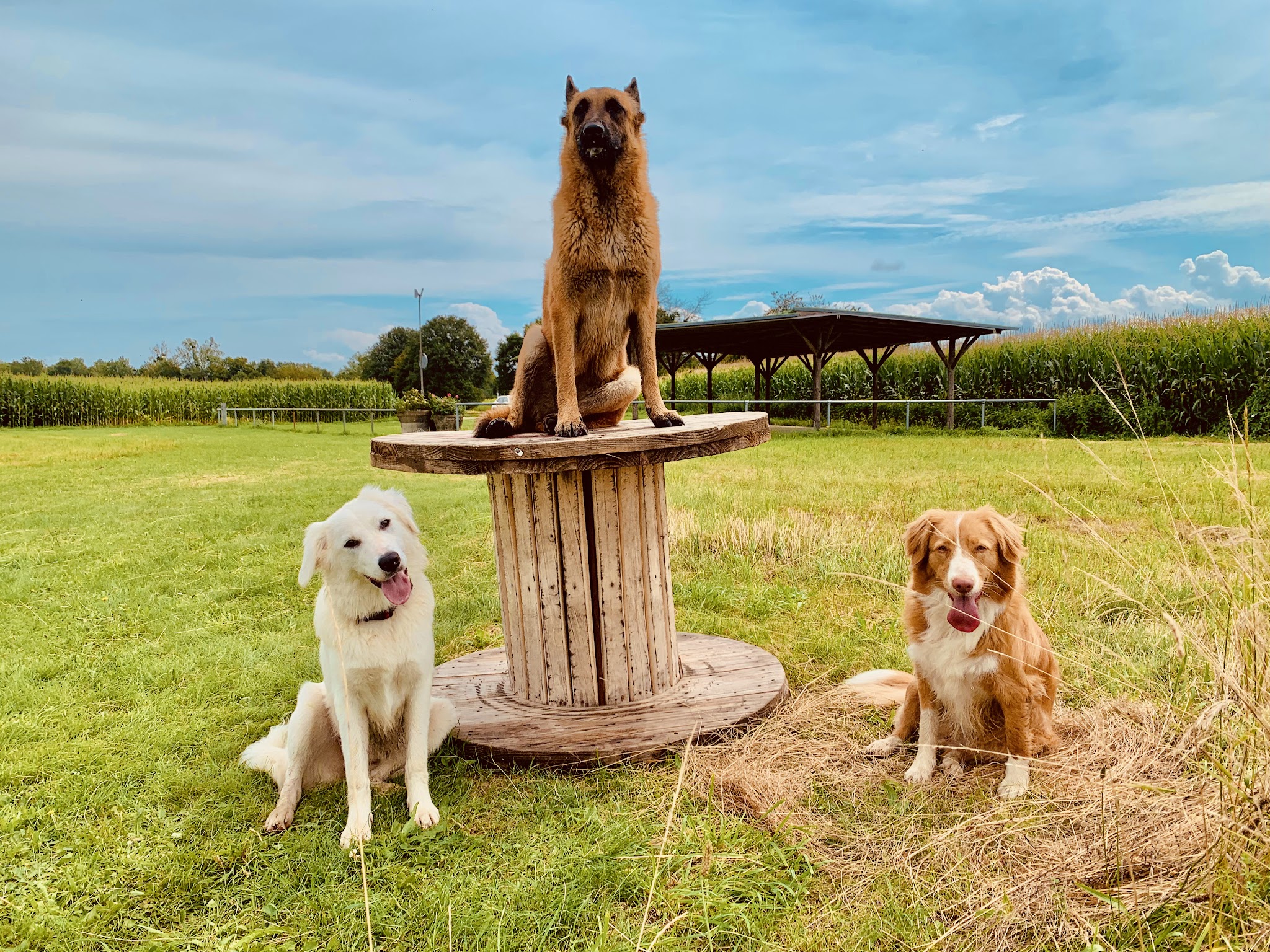 Éducation canine Dogs&Puppies — photo
