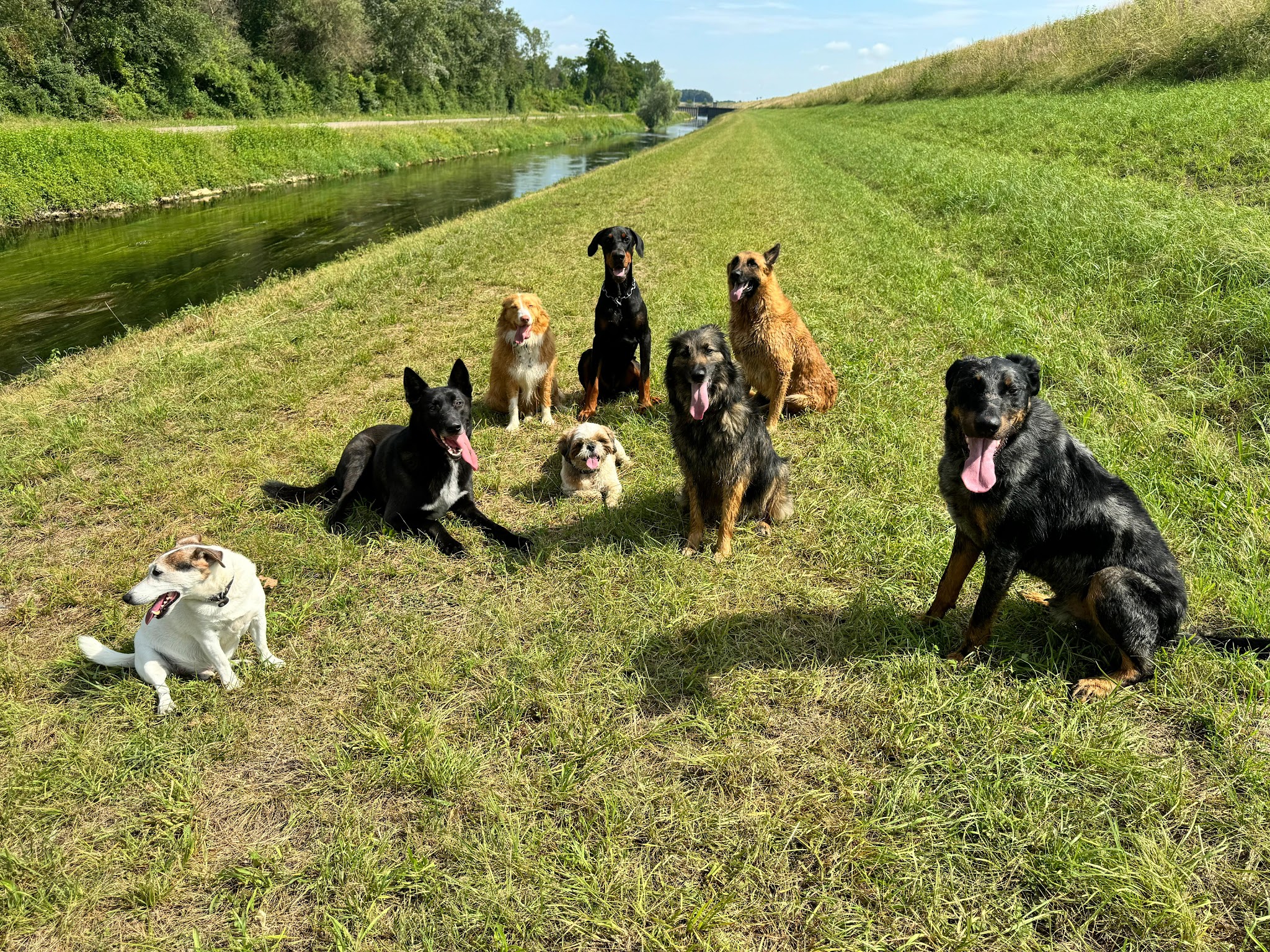 Éducation canine Dogs&Puppies — photo
