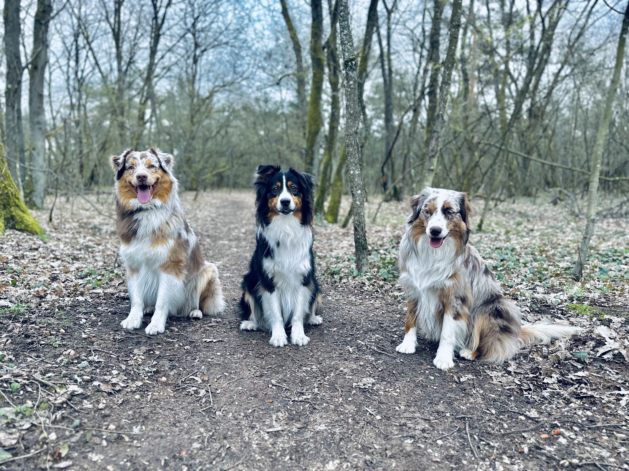 Éducation canine Dogs&Puppies — photo