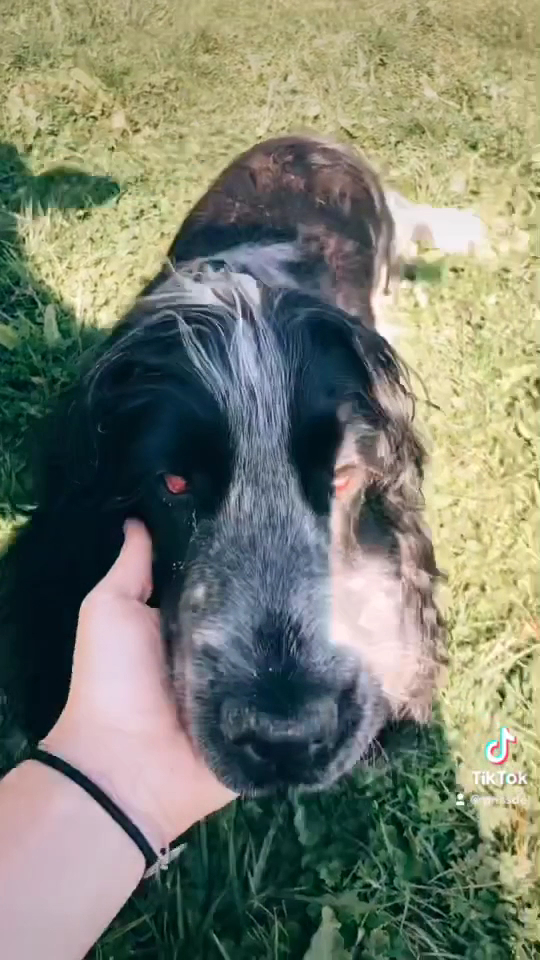 Pension pour chien à la ferme de la motte — photo