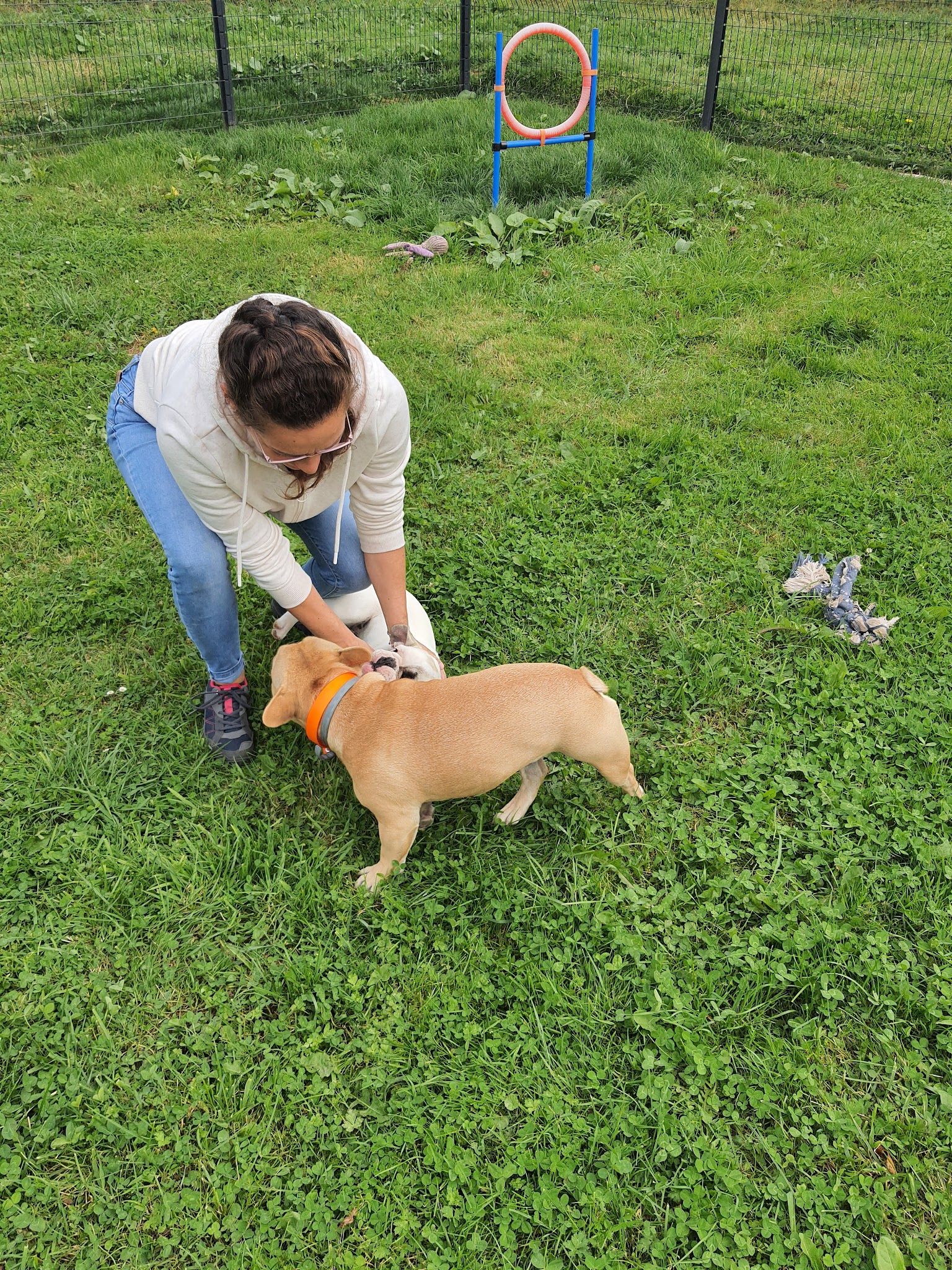 Pension pour chien à la ferme de la motte — photo