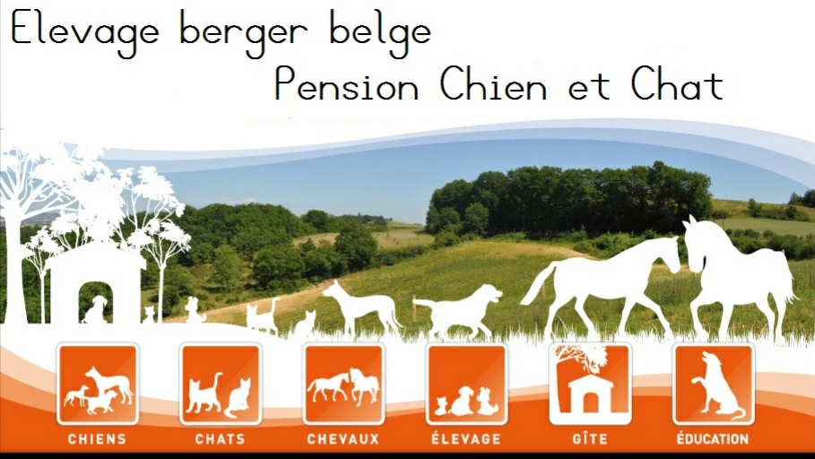 Pension chien et chat et Elevage Des Pas Des Bêtes — photo