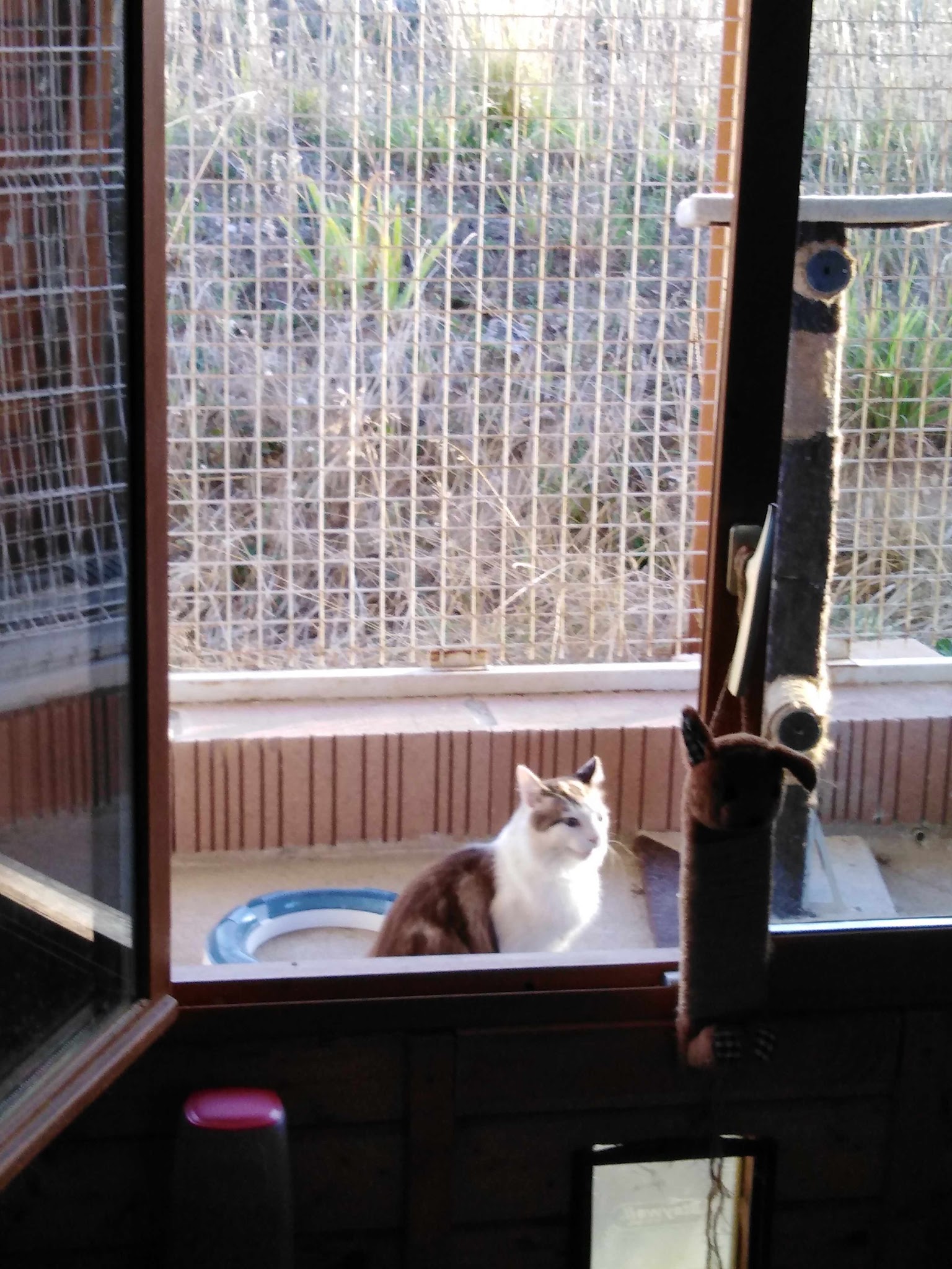 Pension chien et chat et Elevage Des Pas Des Bêtes — photo