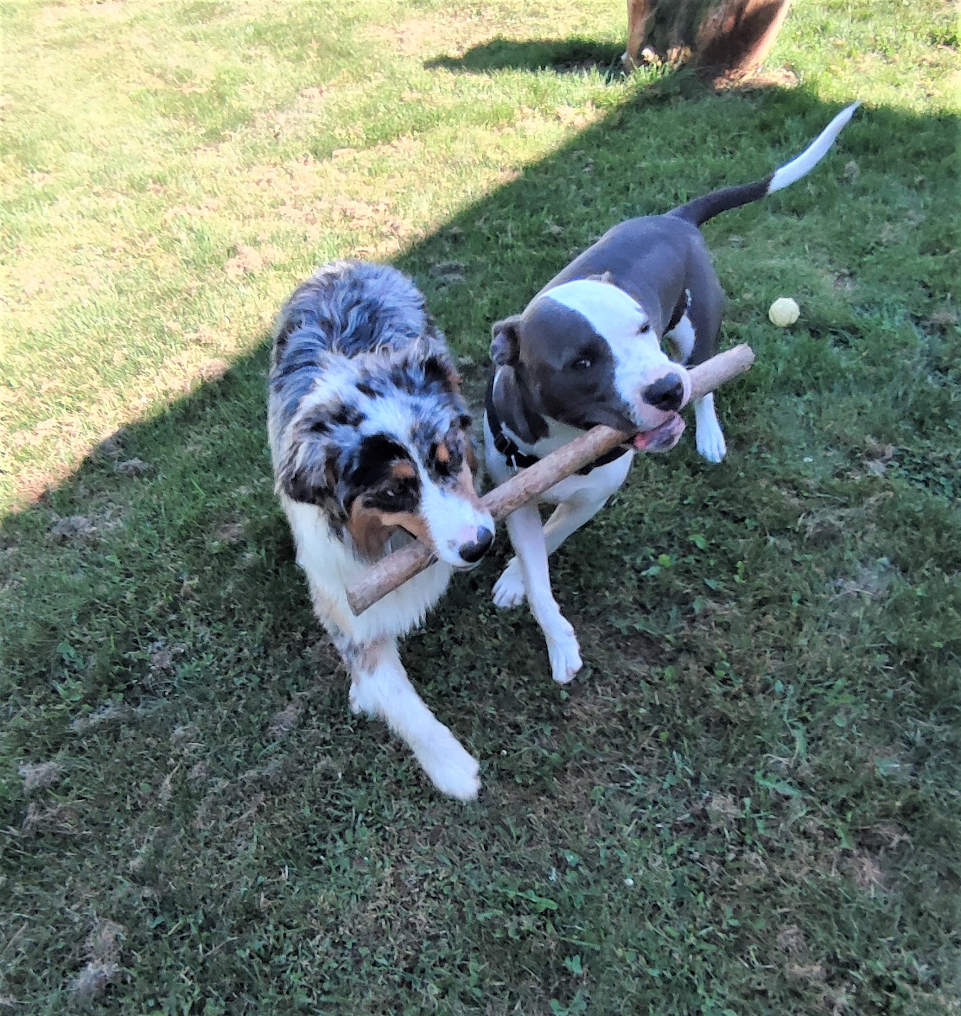 doghouse pension canine — photo