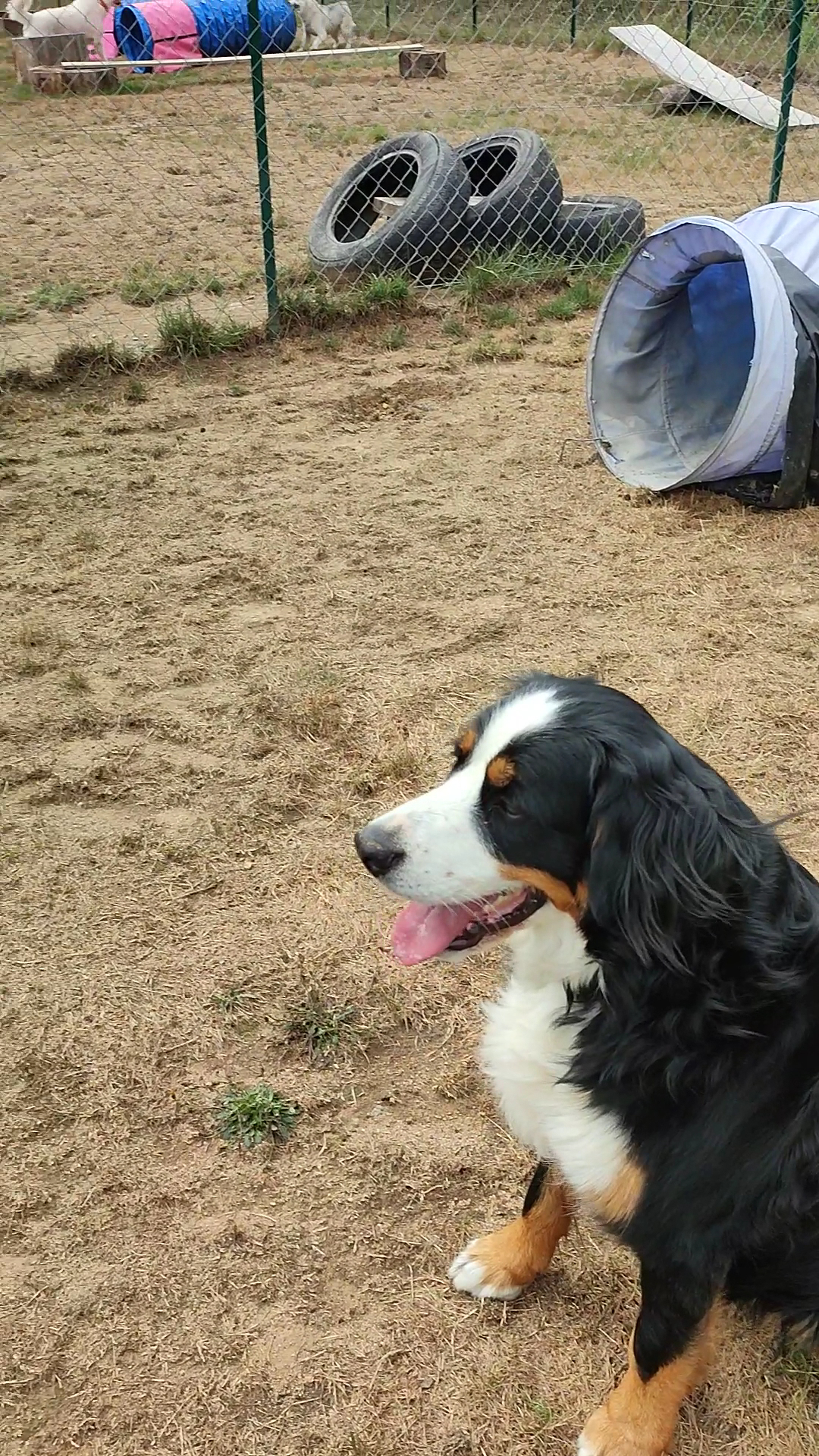doghouse pension canine — photo