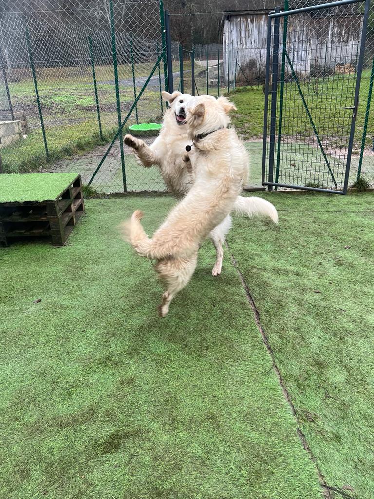 doghouse pension canine — photo